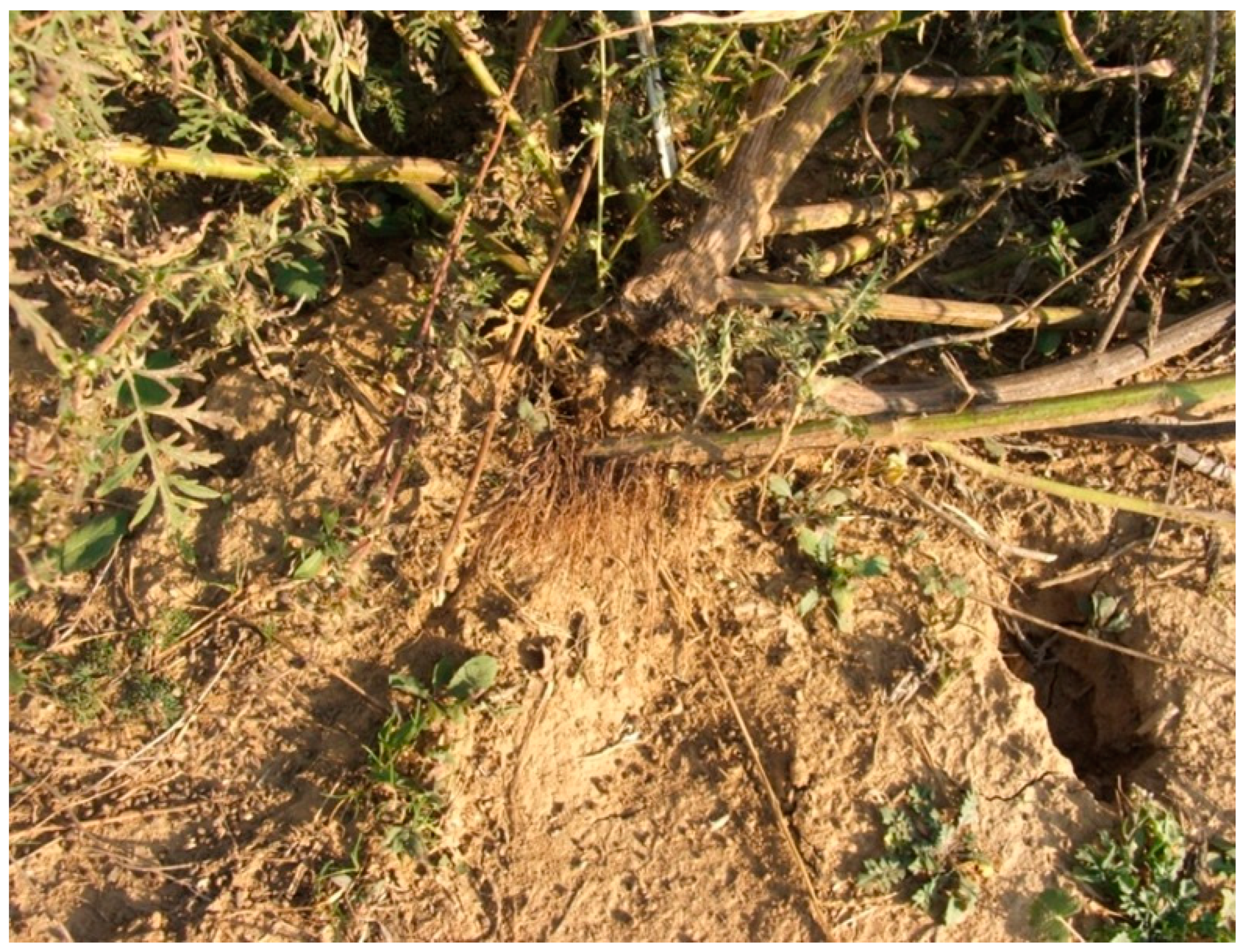 Agronomy 14 00497 g002 Agronomy 14 00497 g002