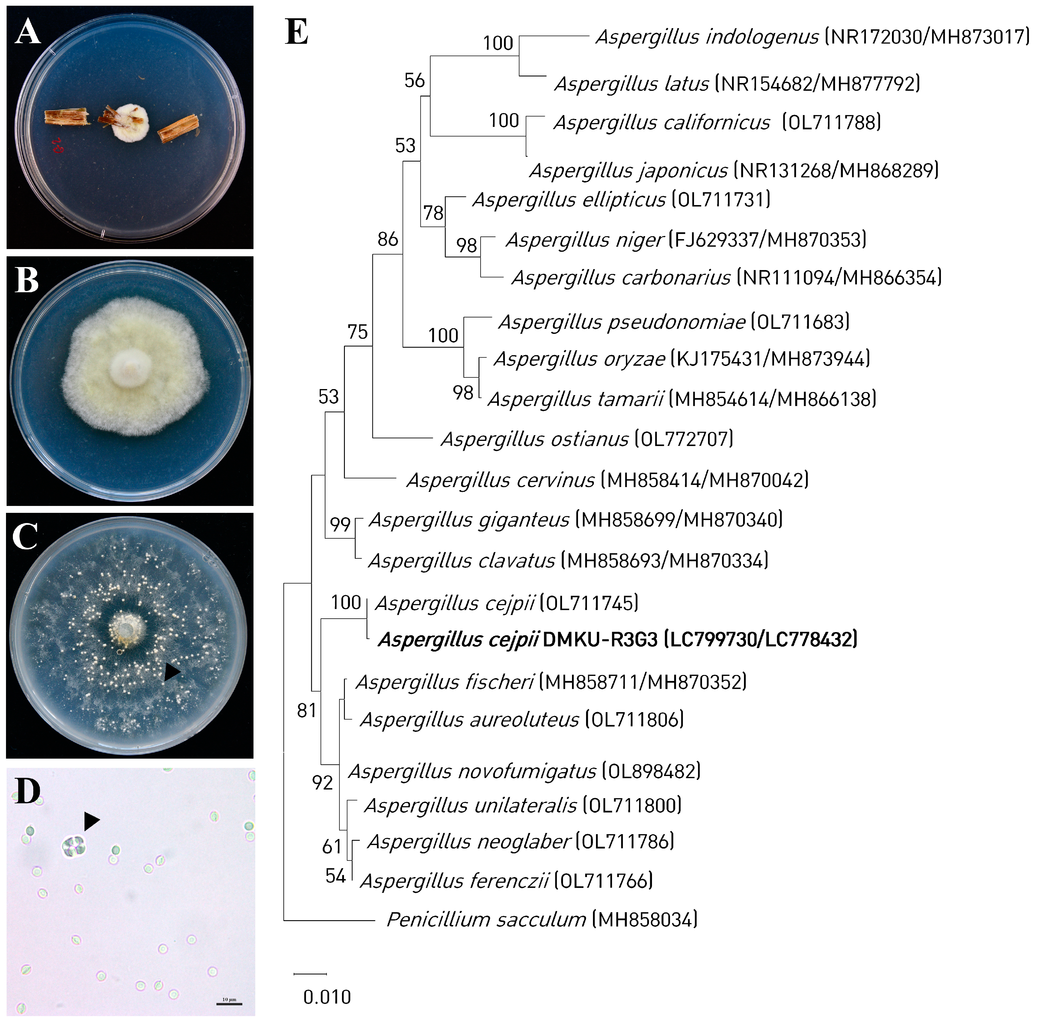 Agronomy 14 00498 g001