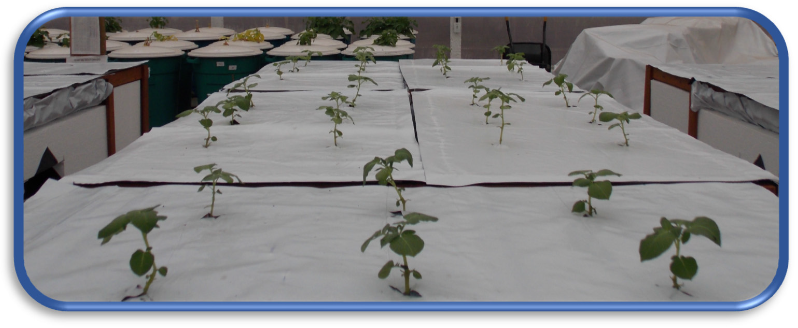 Agronomy 14 00517 g002