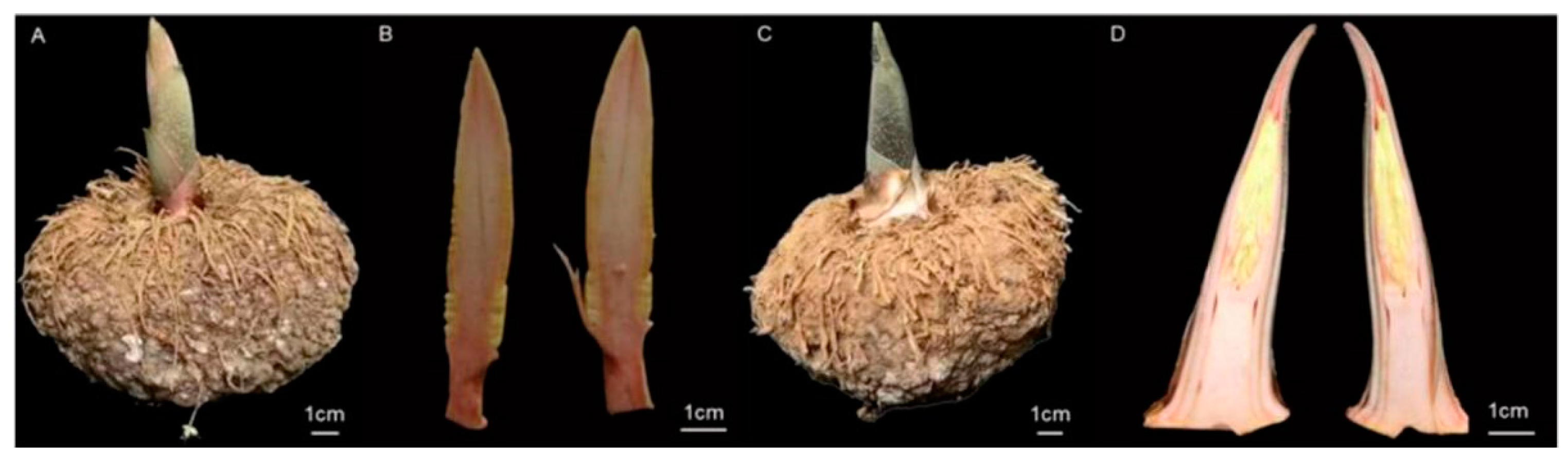 Agronomy 14 00519 g001