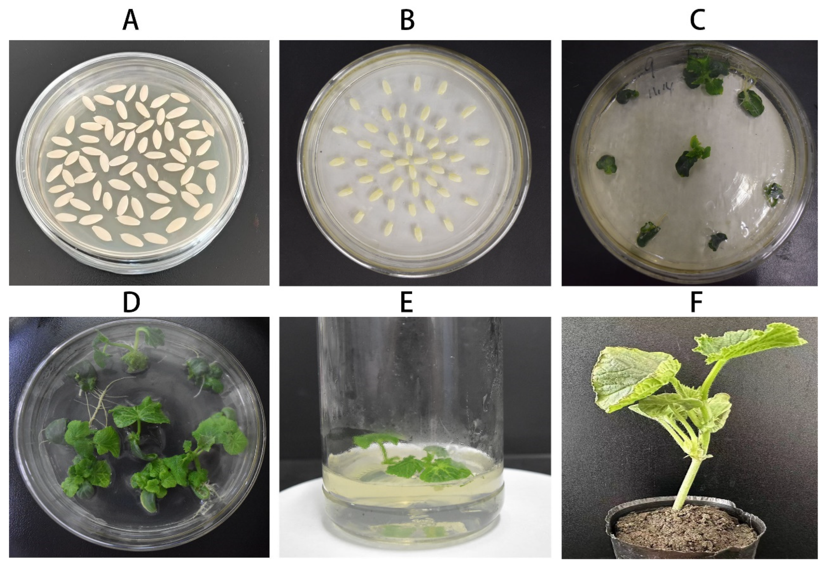 Agronomy 14 00543 g011