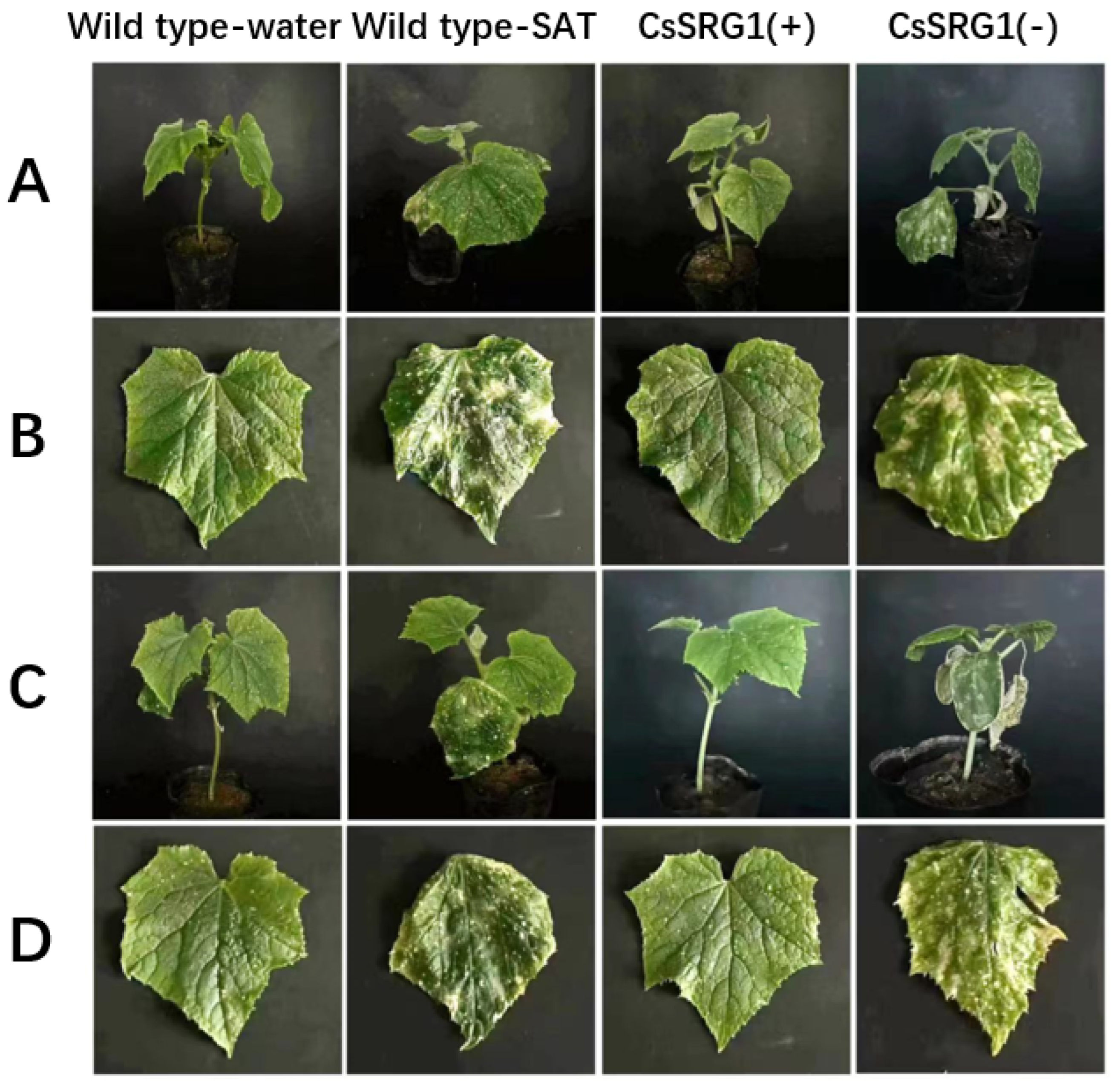 Agronomy 14 00543 g013