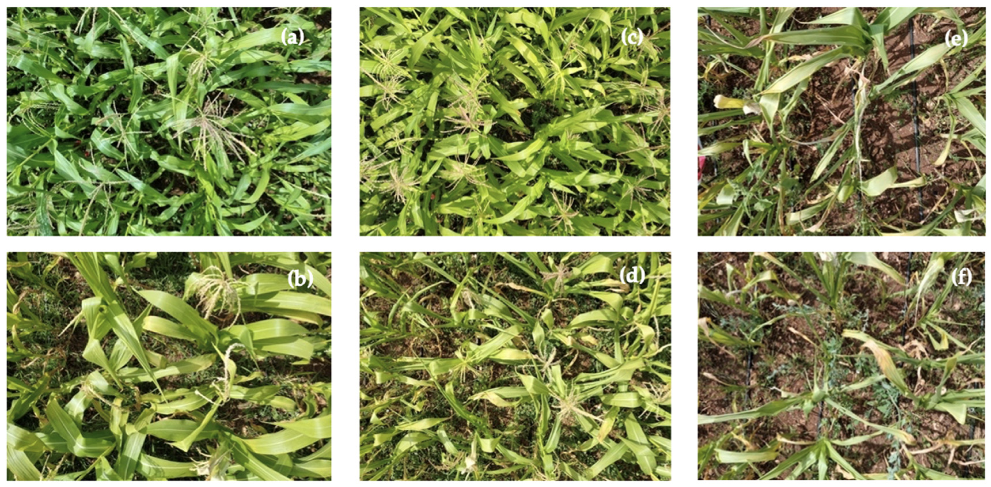 Agronomy 14 00562 g001 Agronomy 14 00562 g001