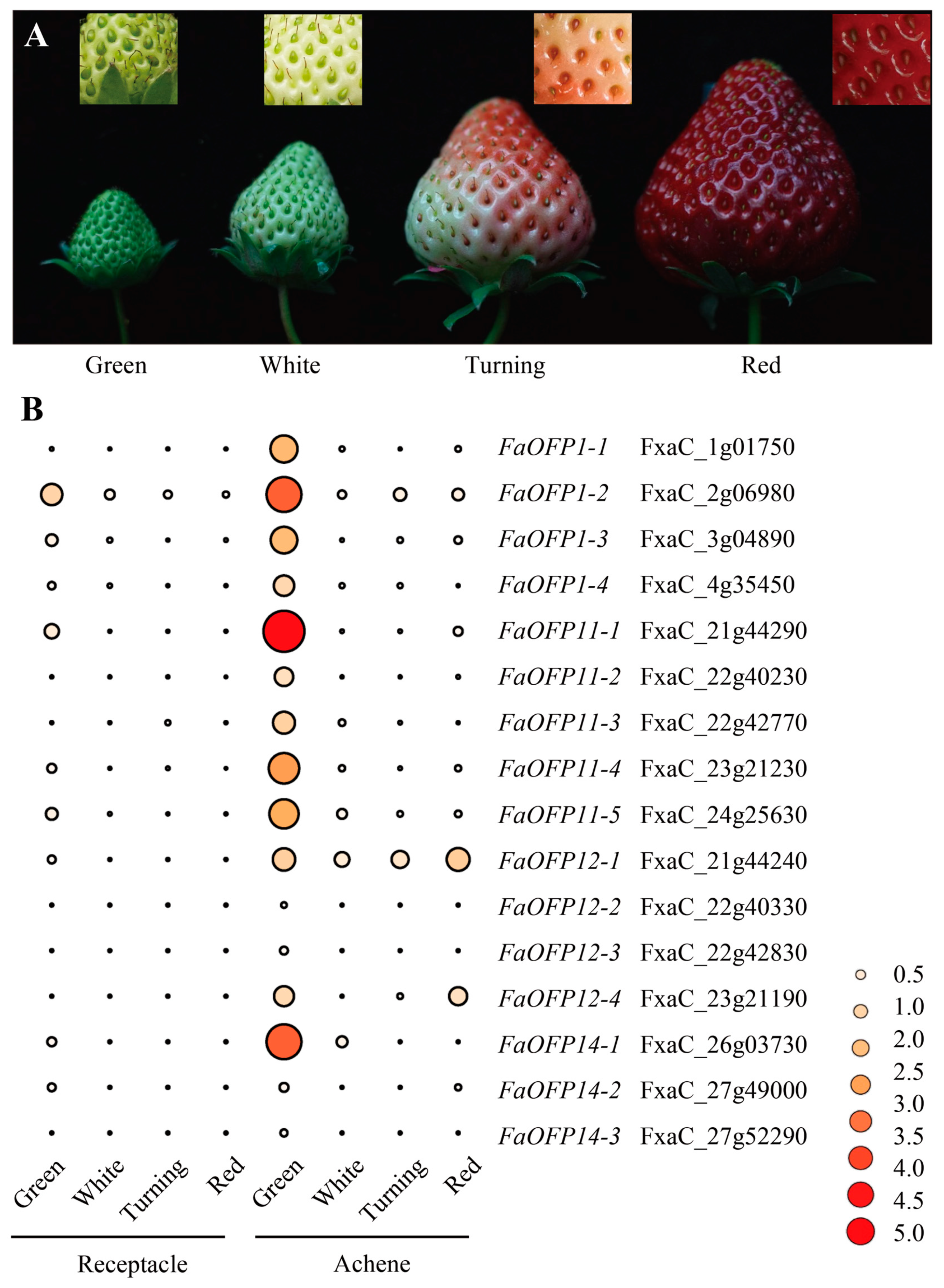 Agronomy 14 00569 g004