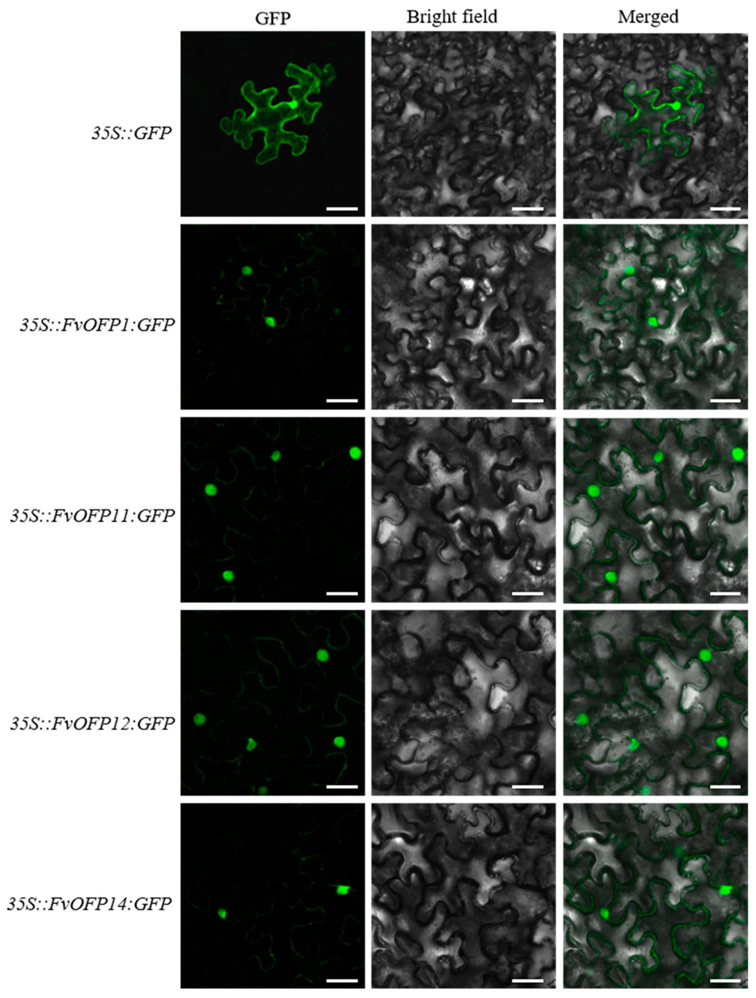 Agronomy 14 00569 g005