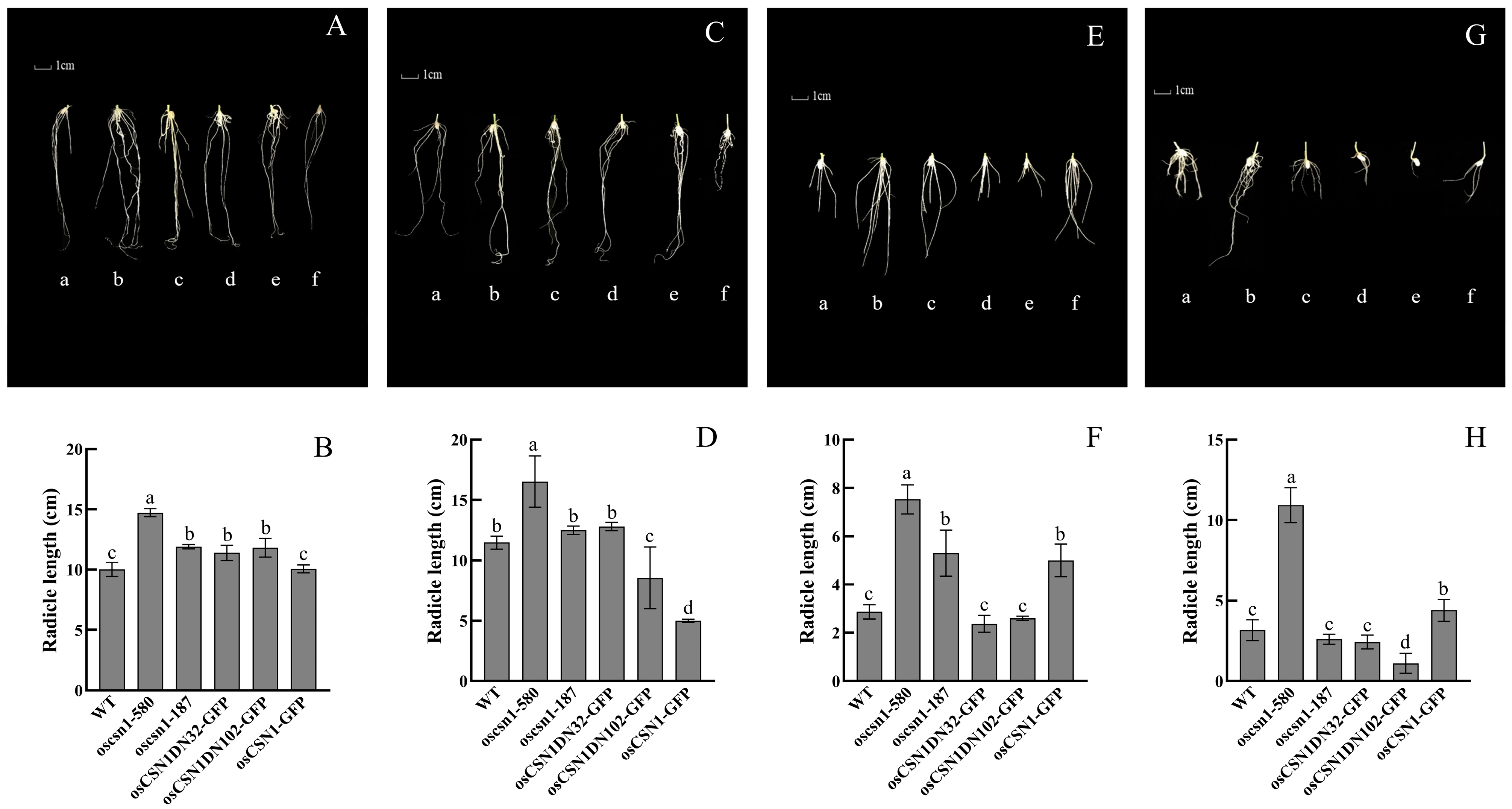 Agronomy 14 00572 g004
