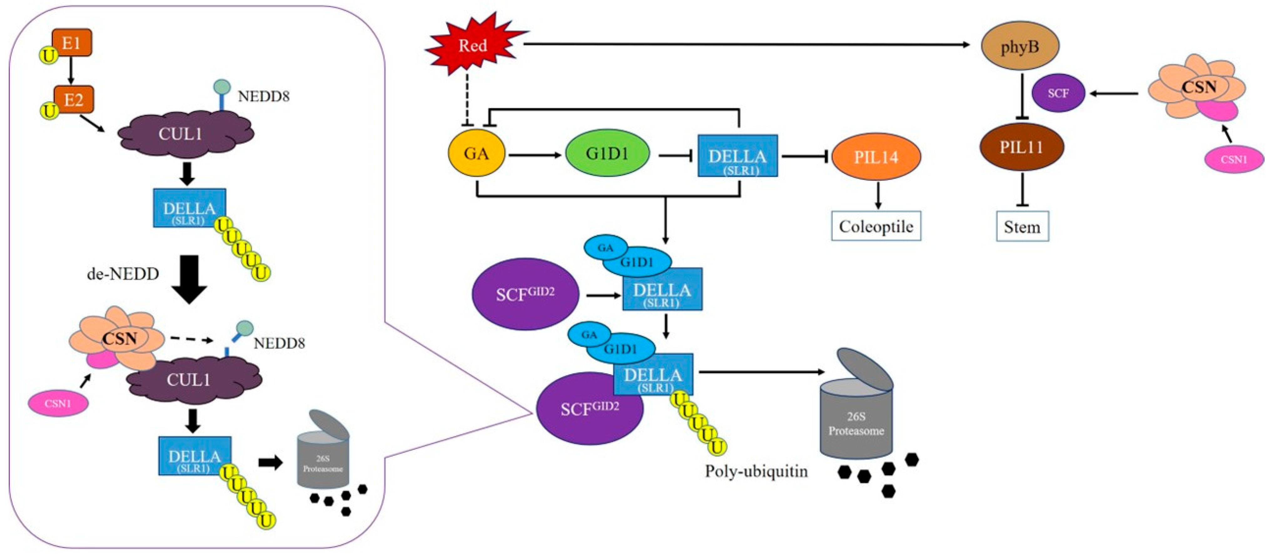 Agronomy 14 00572 g005