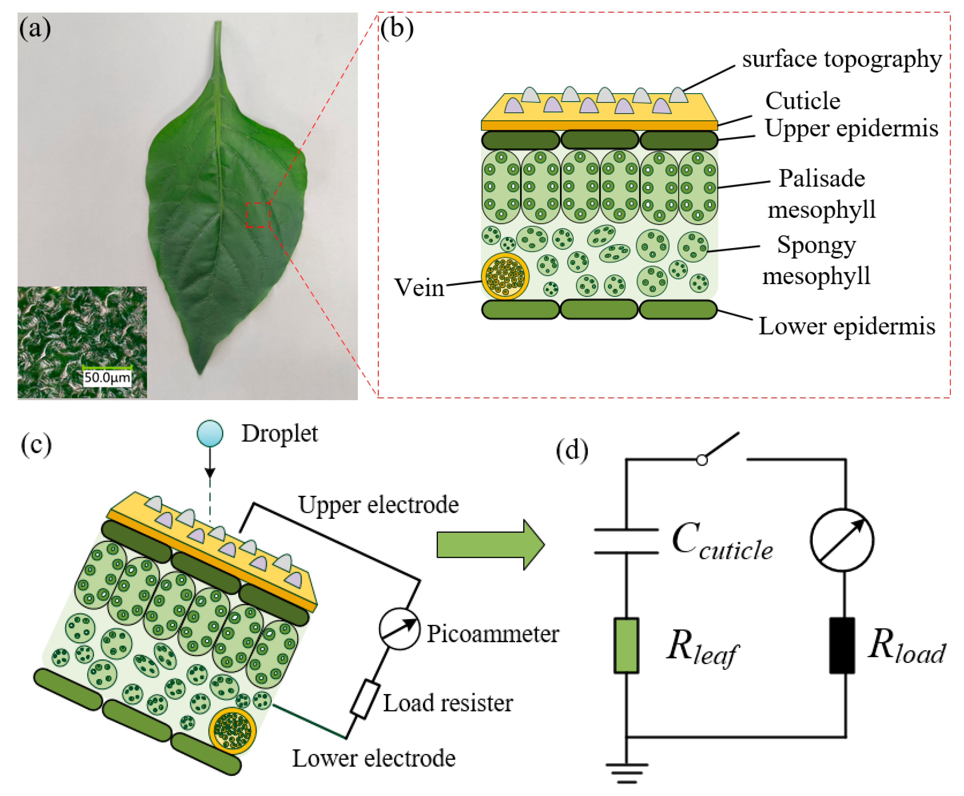 Agronomy 14 00573 g002