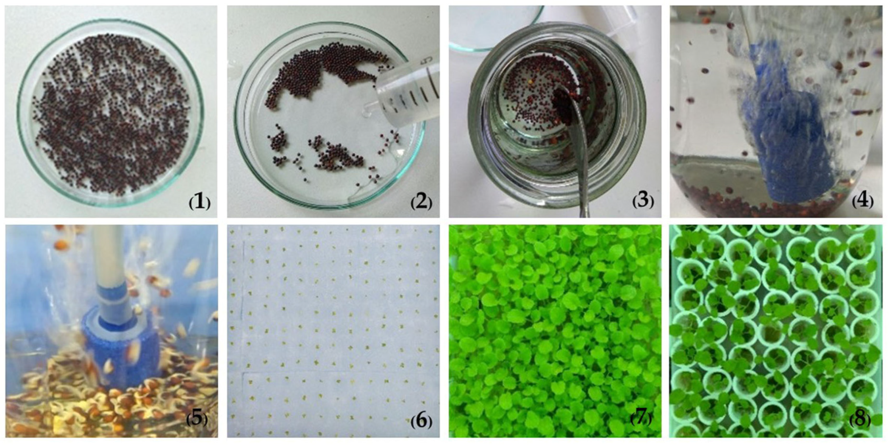 Agronomy 14 00579 g003