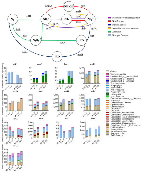 Interplanting of Corn (Zea mays L.) Shifts Nitrogen Utilization by