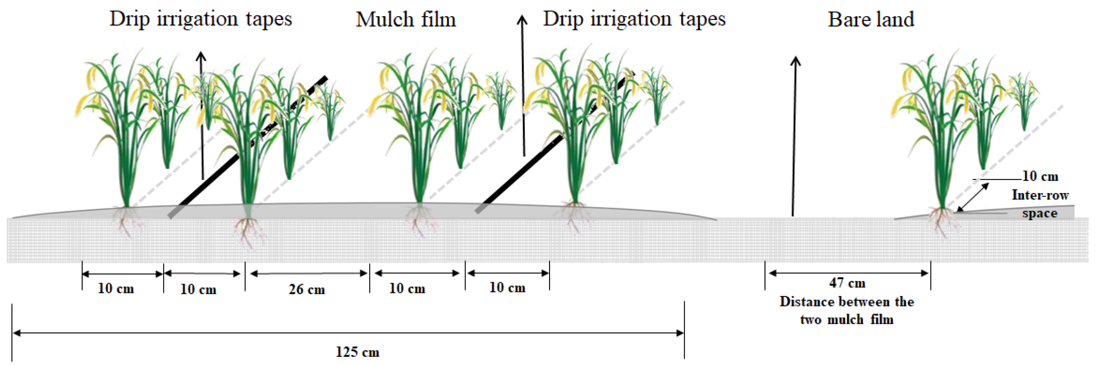 Agronomy 14 00593 g001
