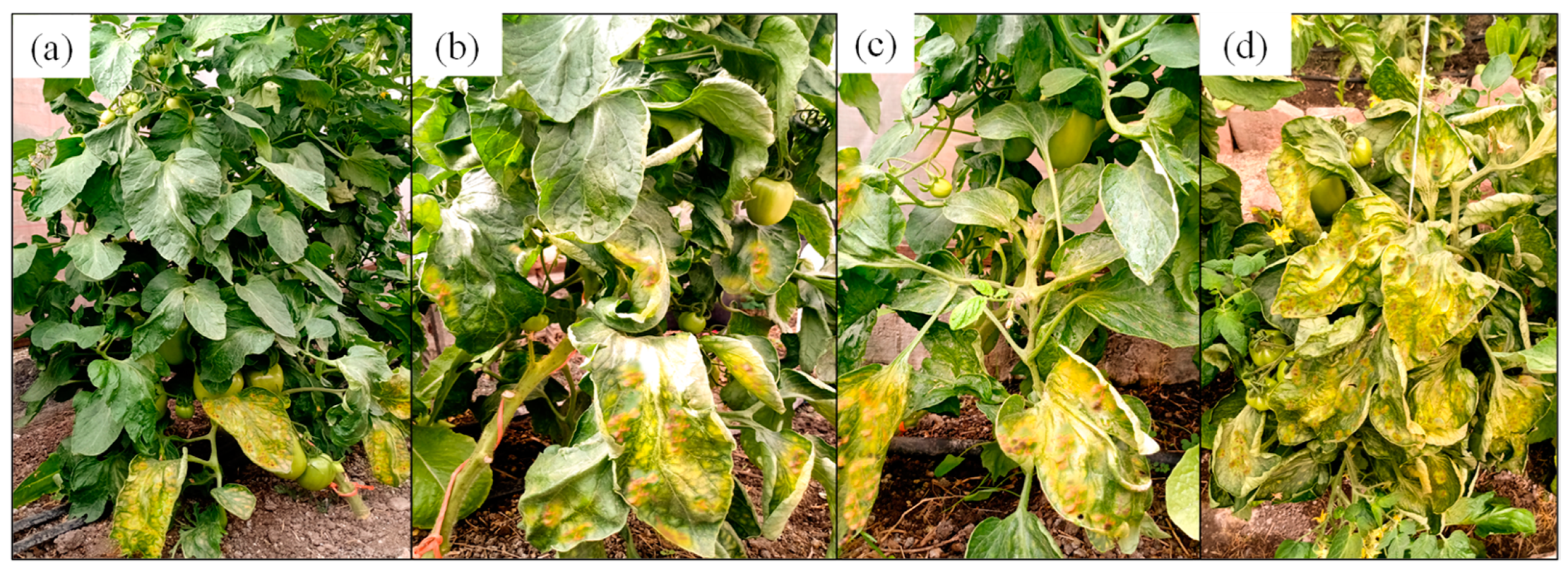 Agronomy 14 00597 g002 Agronomy 14 00597 g002