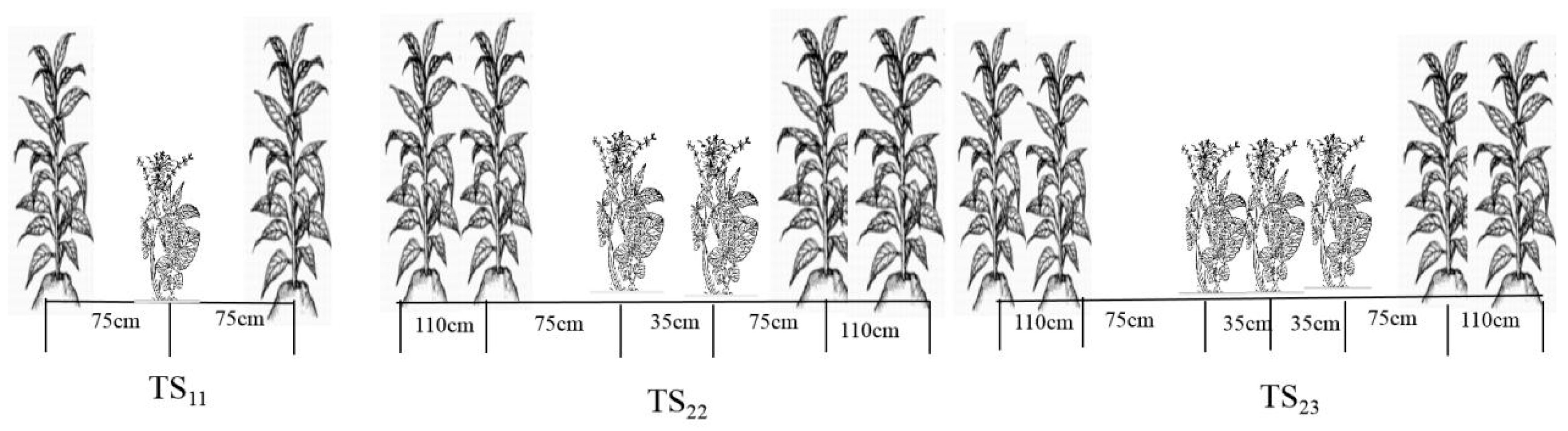 Agronomy 14 00598 g001