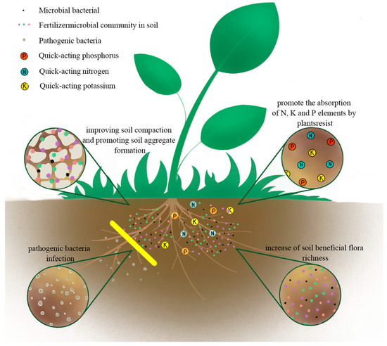 Enhancing Soil Health and Plant Growth through Microbial