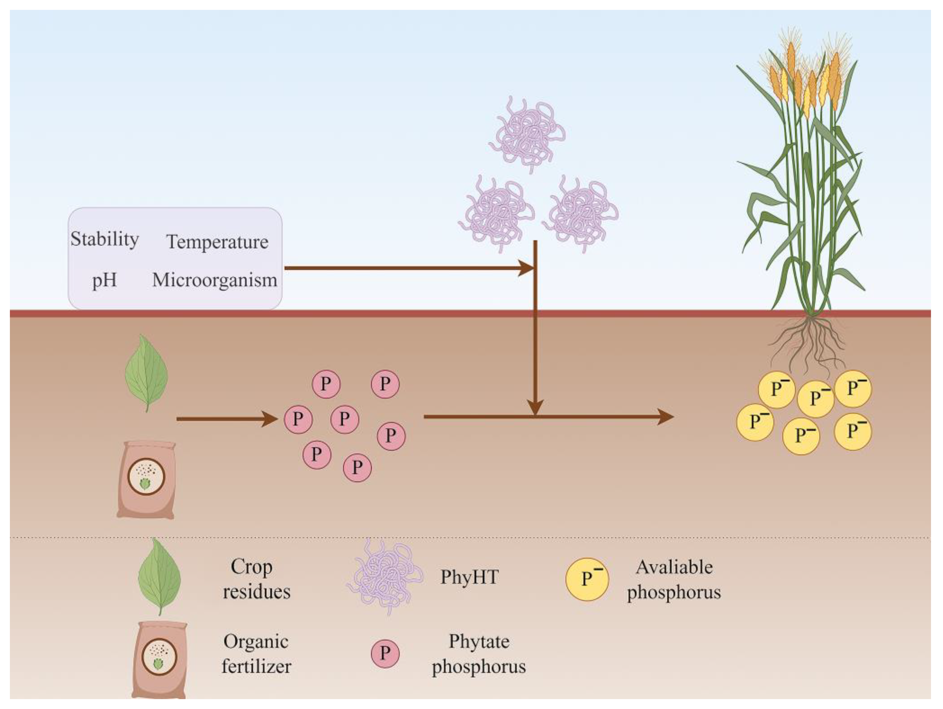 Agronomy 14 00614 g001
