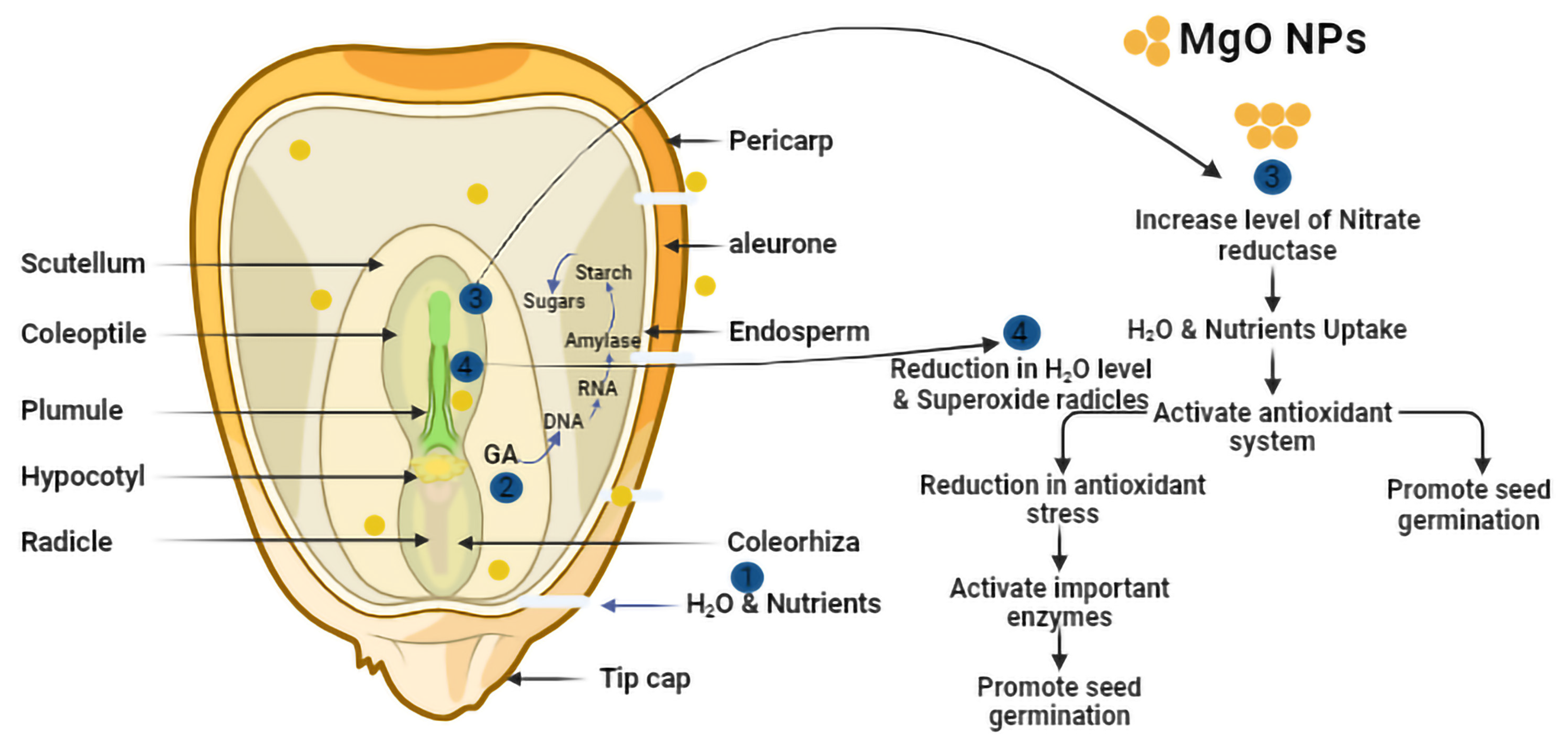 Agronomy 14 00617 g005