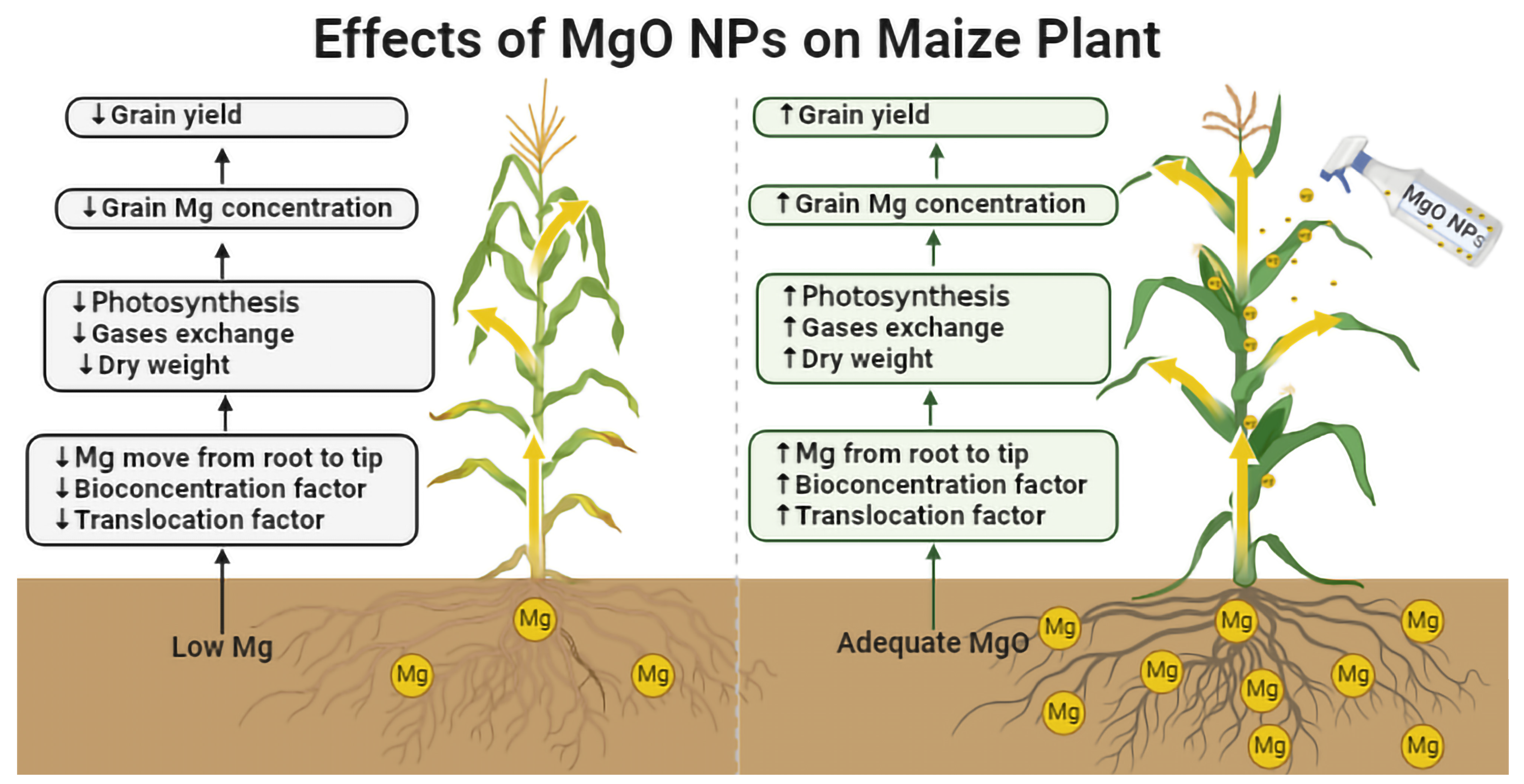Agronomy 14 00617 g006