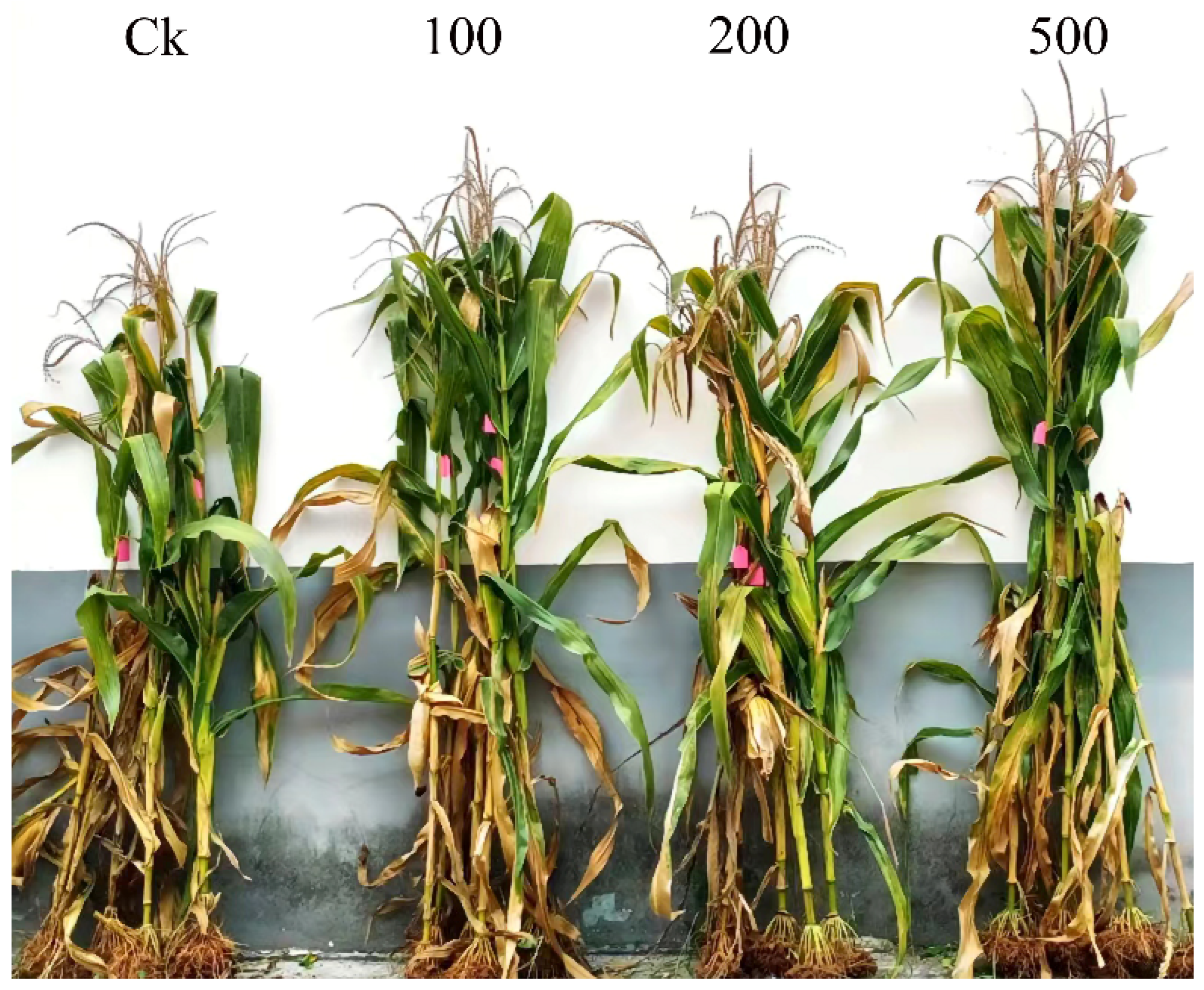 Agronomy 14 00617 g007