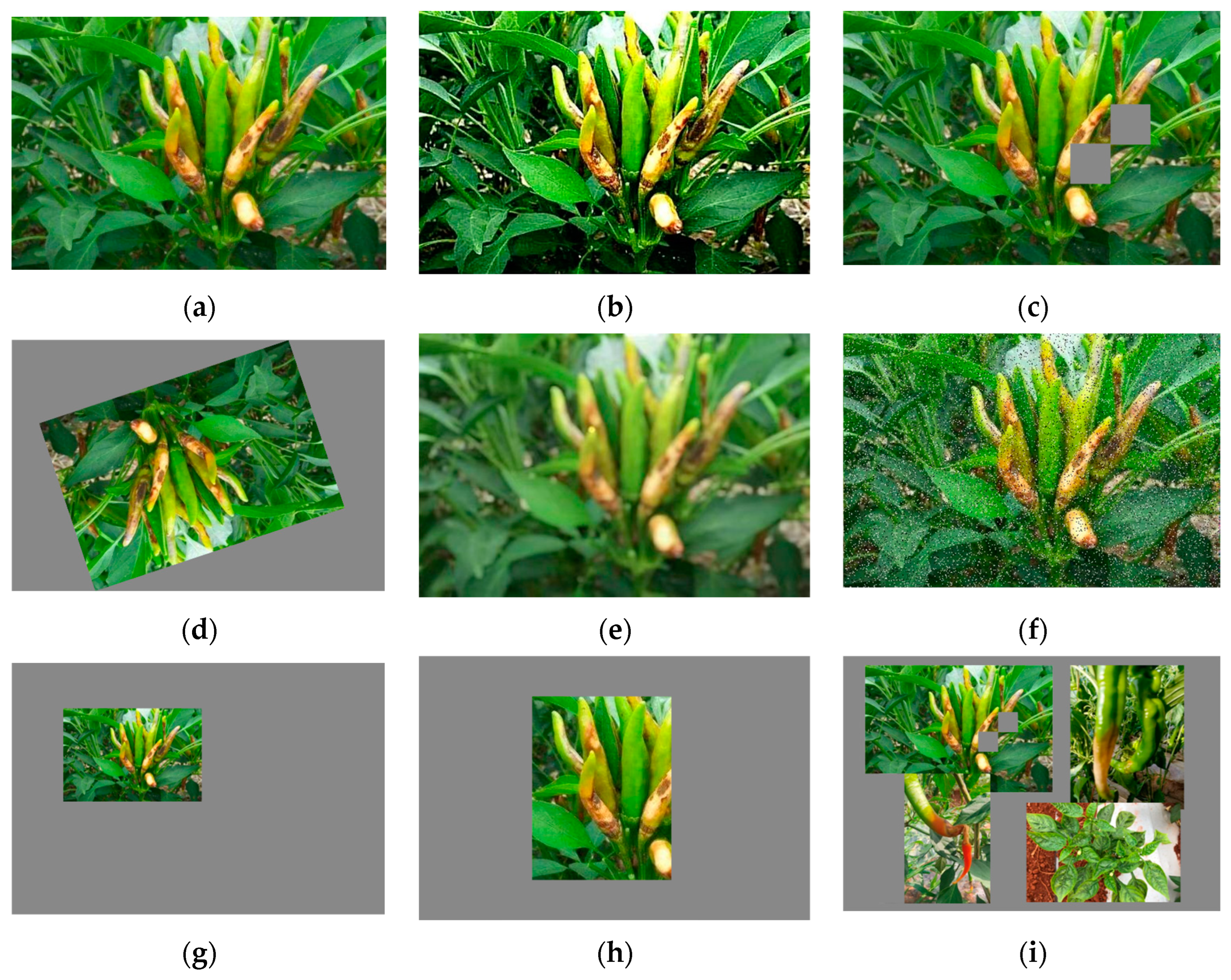 Agronomy 14 00618 g001