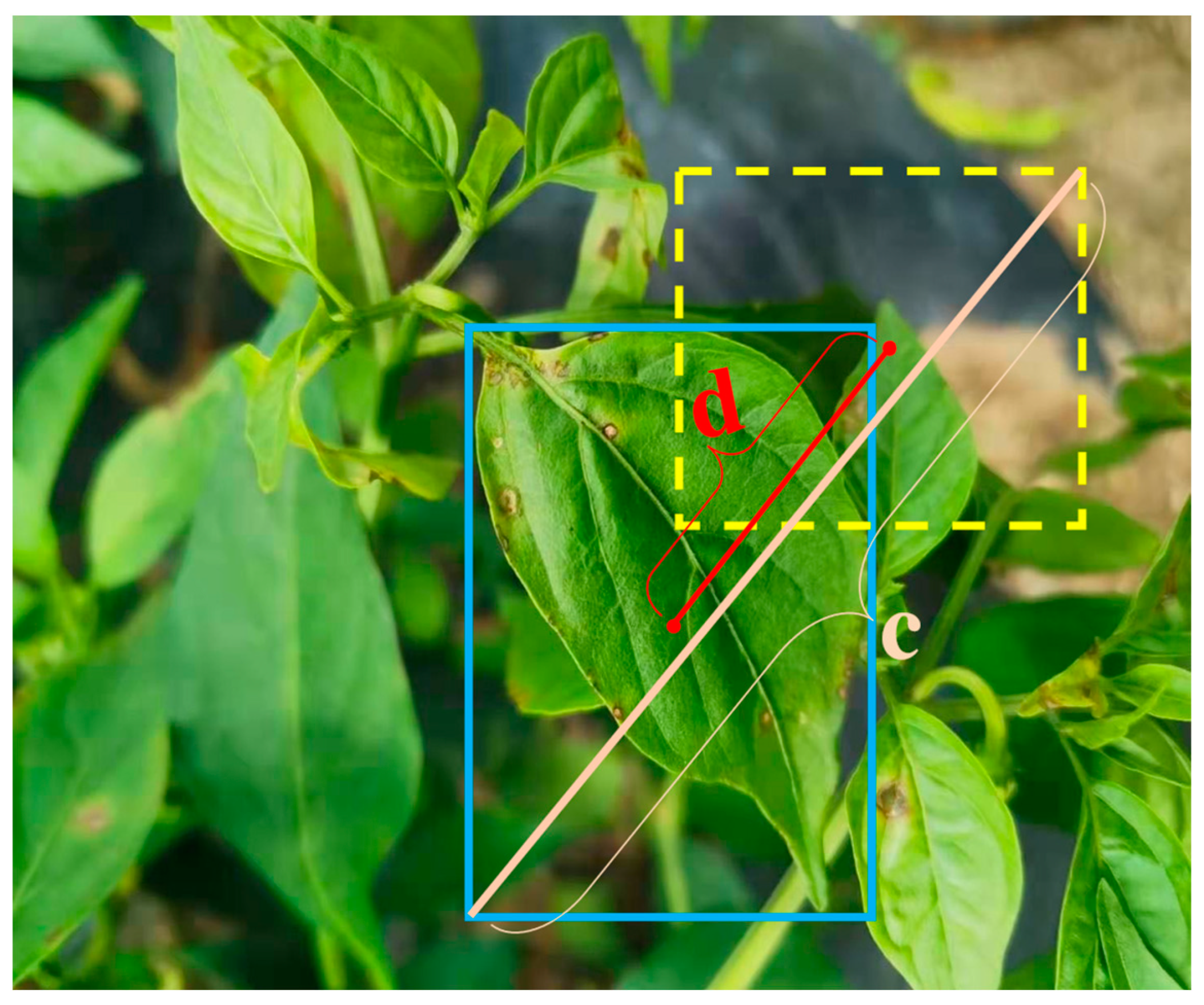 Agronomy 14 00618 g007