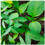 Agronomy 14 00618 i001