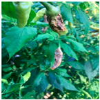 Agronomy 14 00618 i002