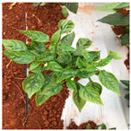 Agronomy 14 00618 i003