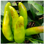 Agronomy 14 00618 i004