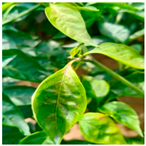 Agronomy 14 00618 i005