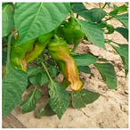 Agronomy 14 00618 i006