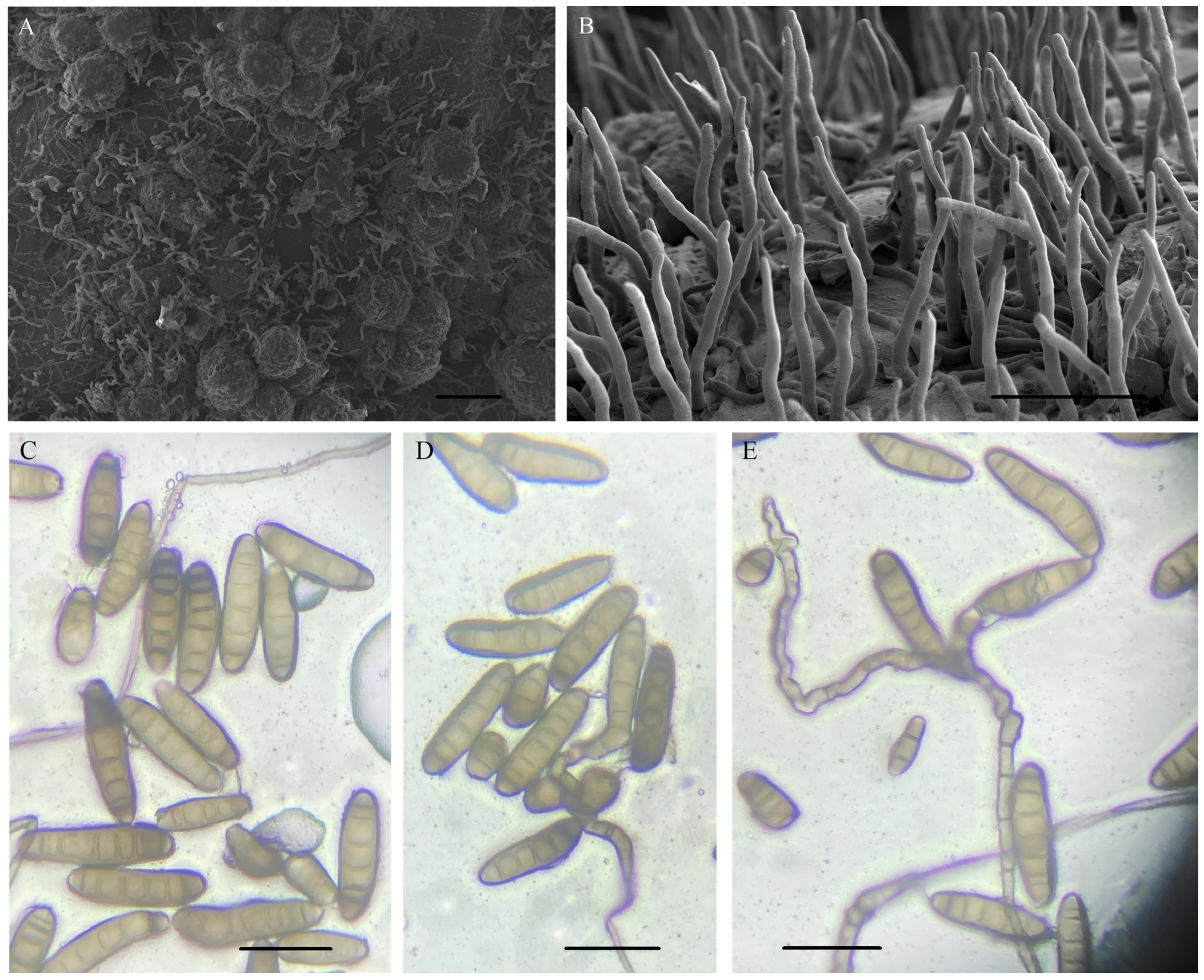 Agronomy 14 00623 g002 Agronomy 14 00623 g002