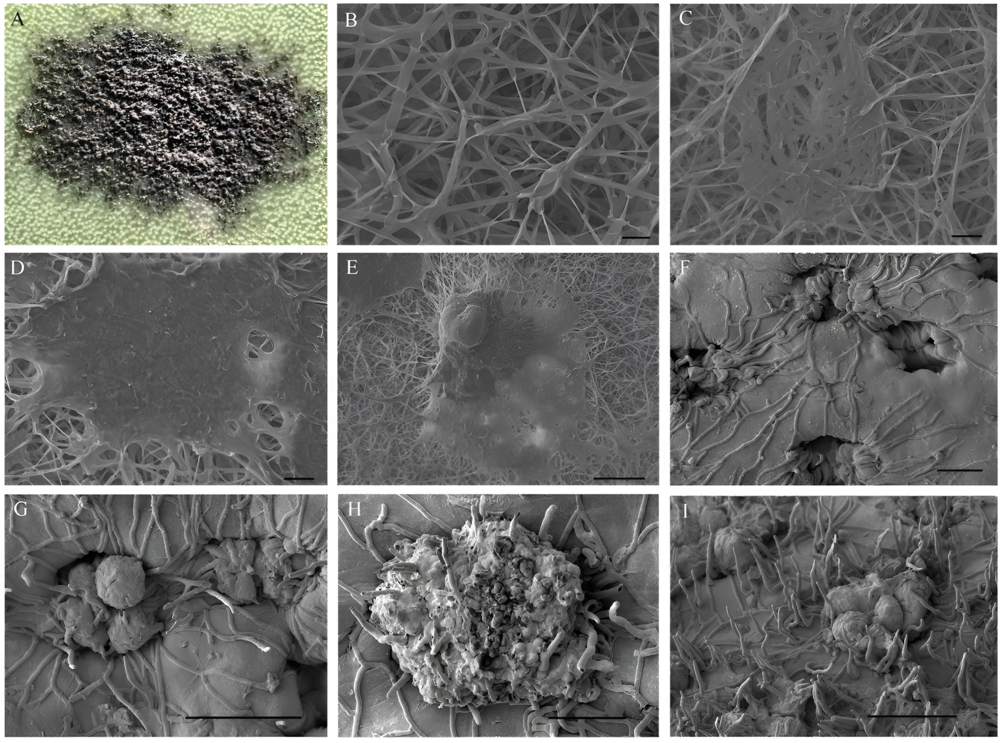 Agronomy 14 00623 g004 Agronomy 14 00623 g004