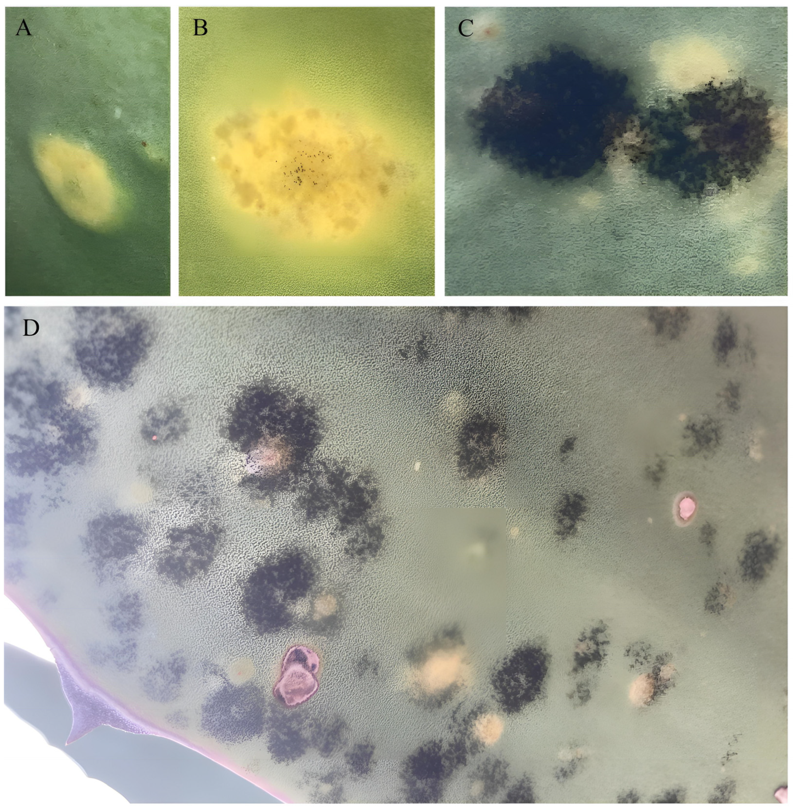 Agronomy 14 00623 g007 Agronomy 14 00623 g007