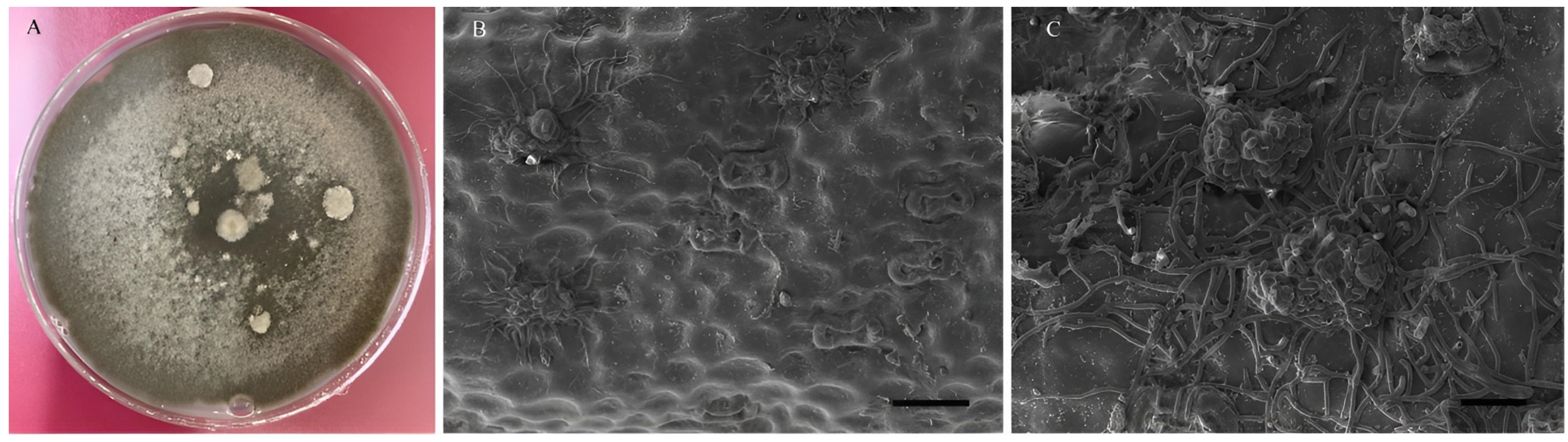 Agronomy 14 00623 g008 Agronomy 14 00623 g008