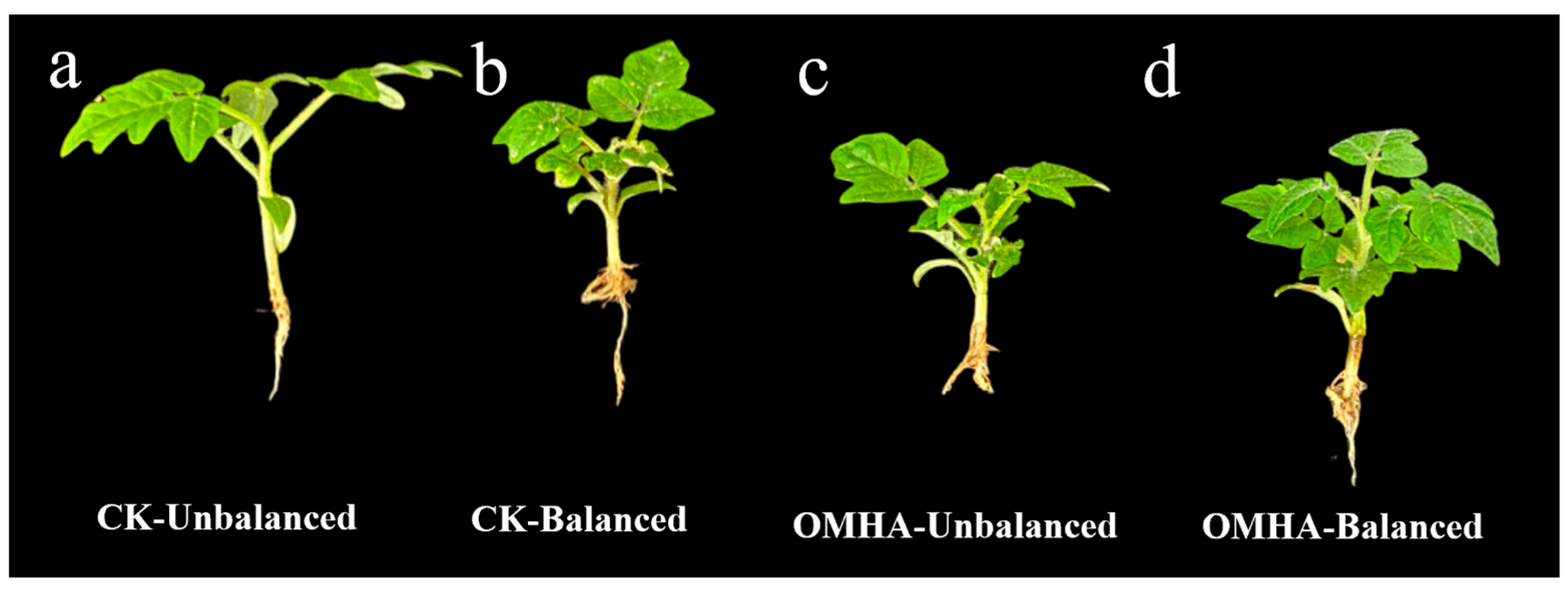 Agronomy 14 00629 g002