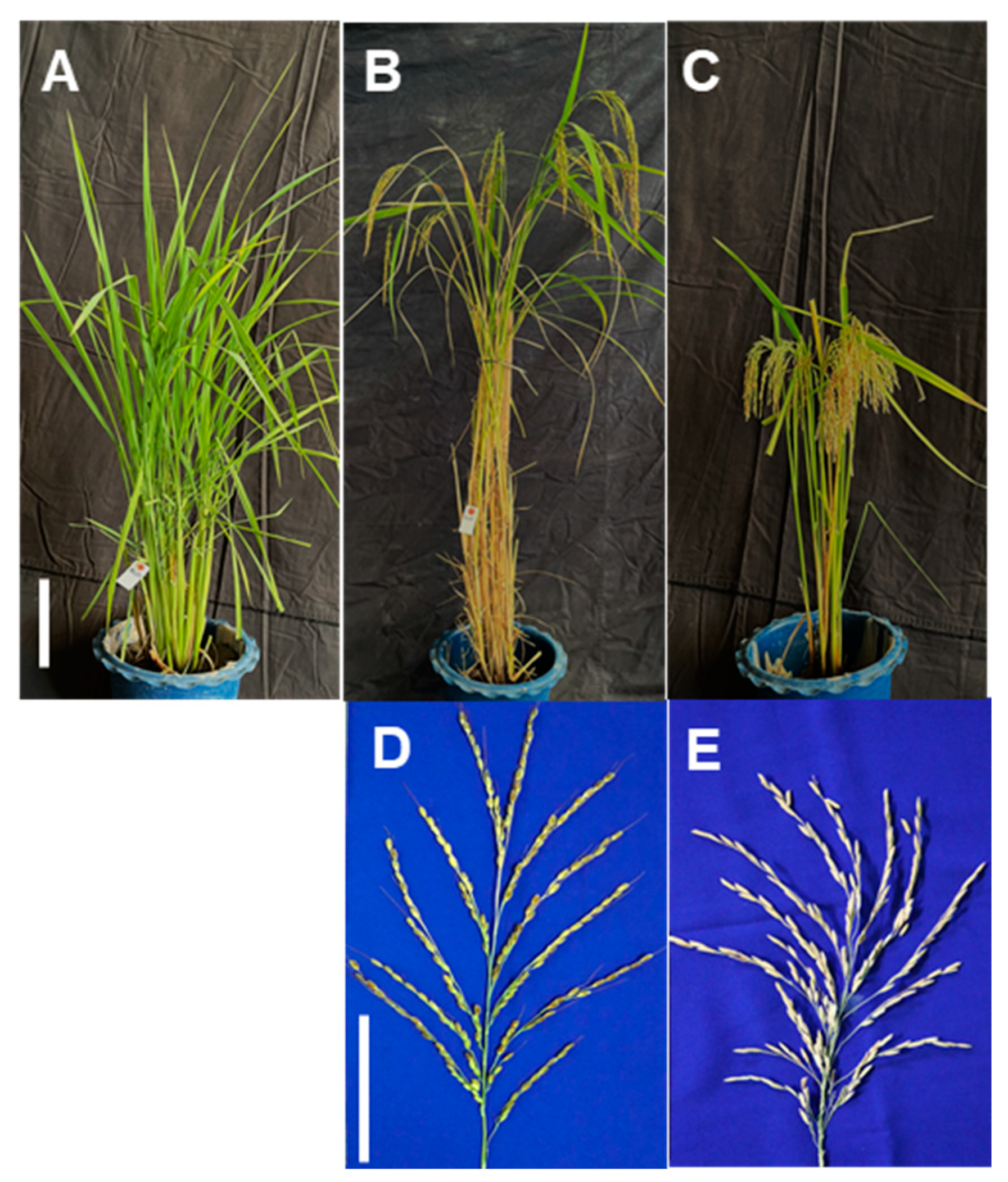 Agronomy 14 00632 g001 Agronomy 14 00632 g001