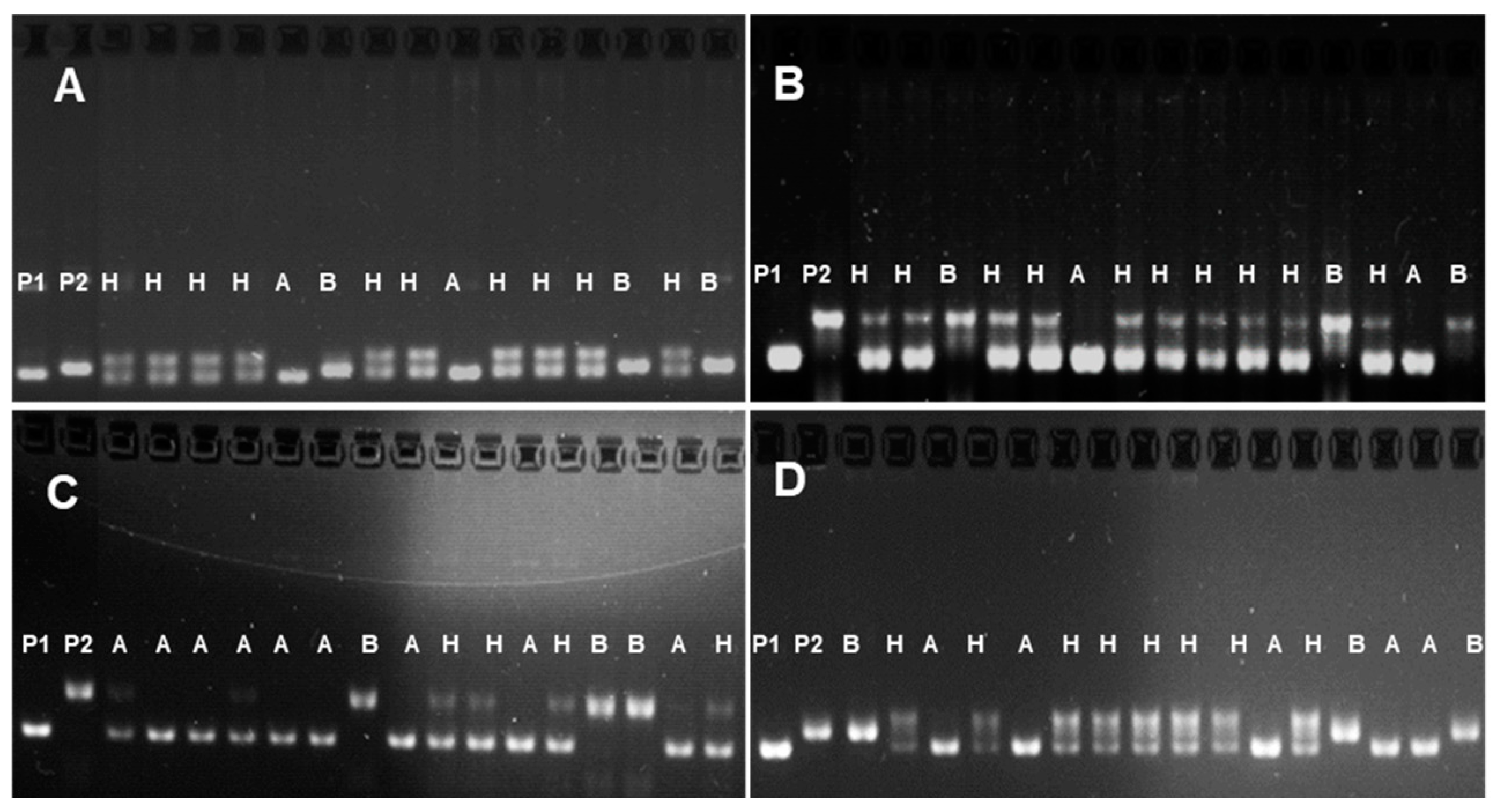 Agronomy 14 00632 g003 Agronomy 14 00632 g003