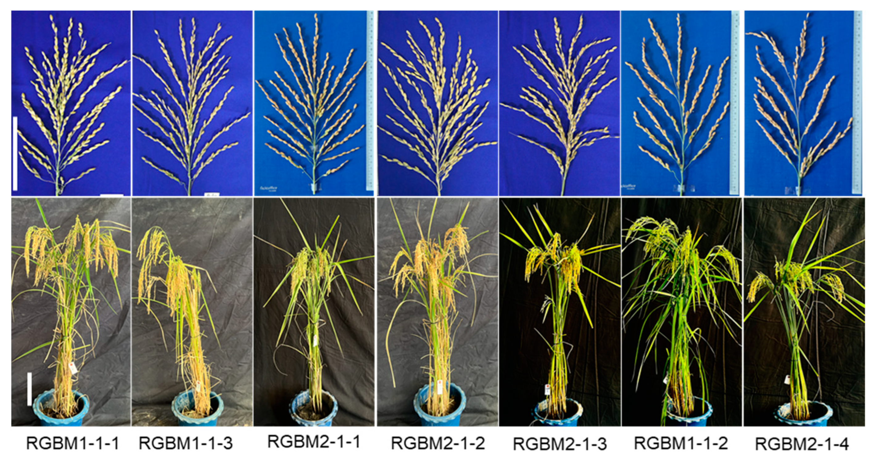 Agronomy 14 00632 g006 Agronomy 14 00632 g006