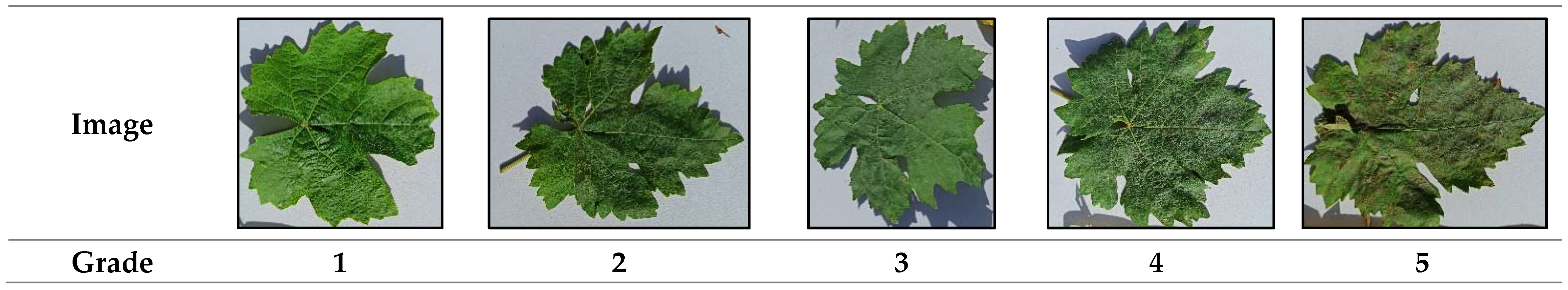 Agronomy 14 00634 g002