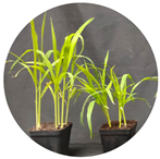 Agronomy 14 00641 i001