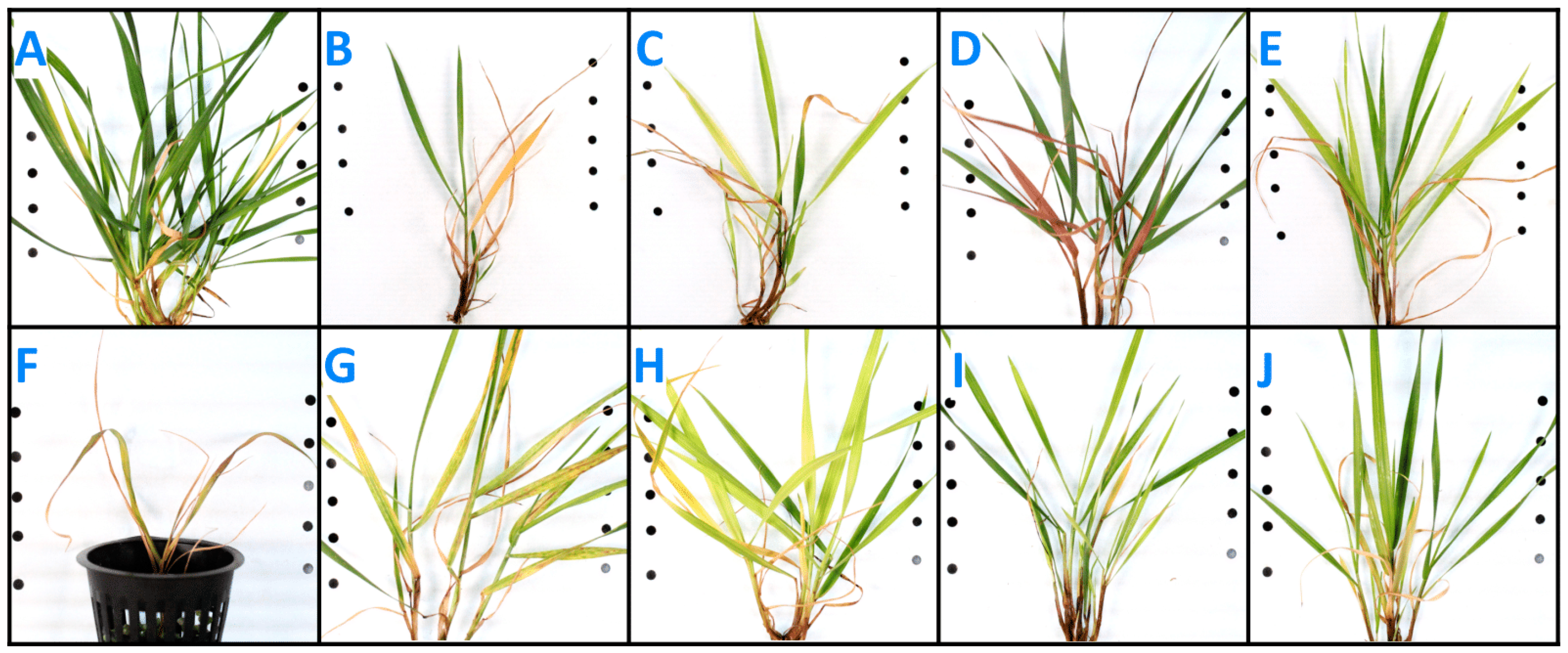 Agronomy 14 00647 g001