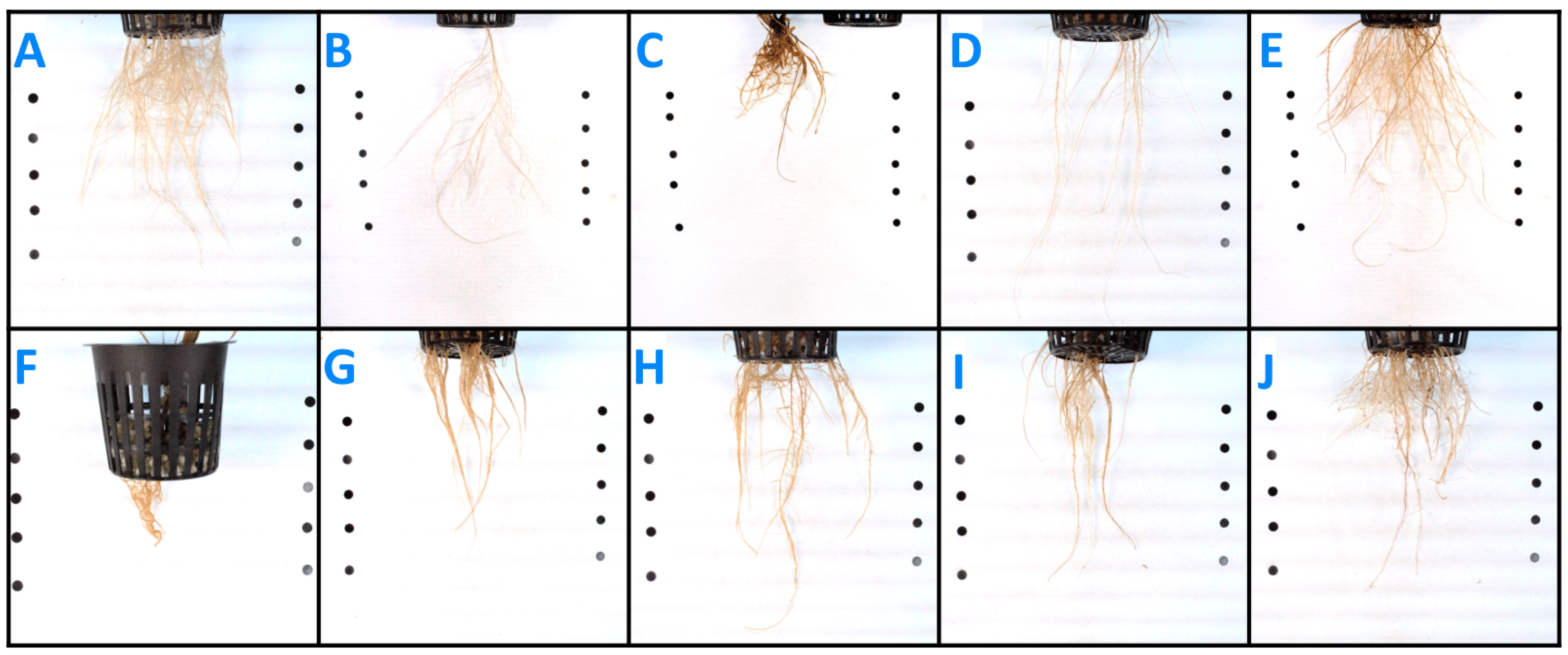 Agronomy 14 00647 g002