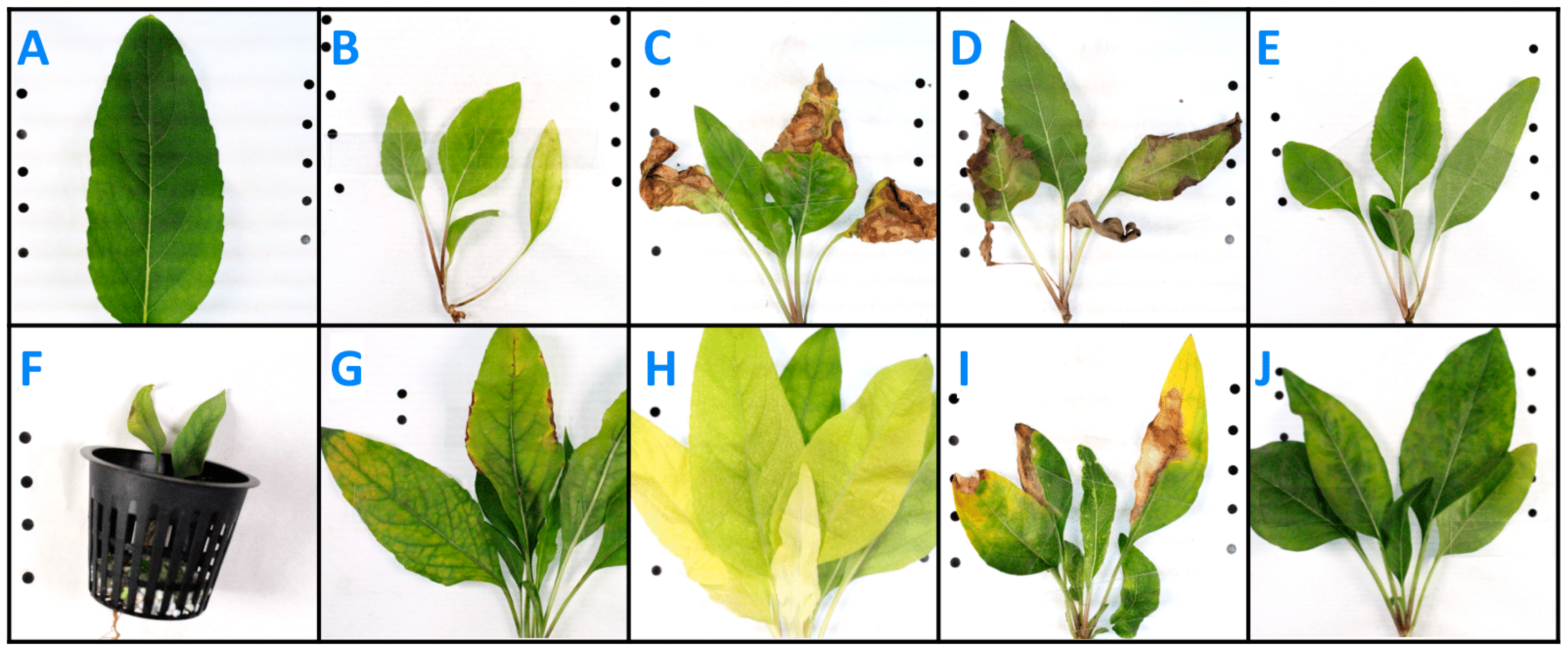 Agronomy 14 00647 g004