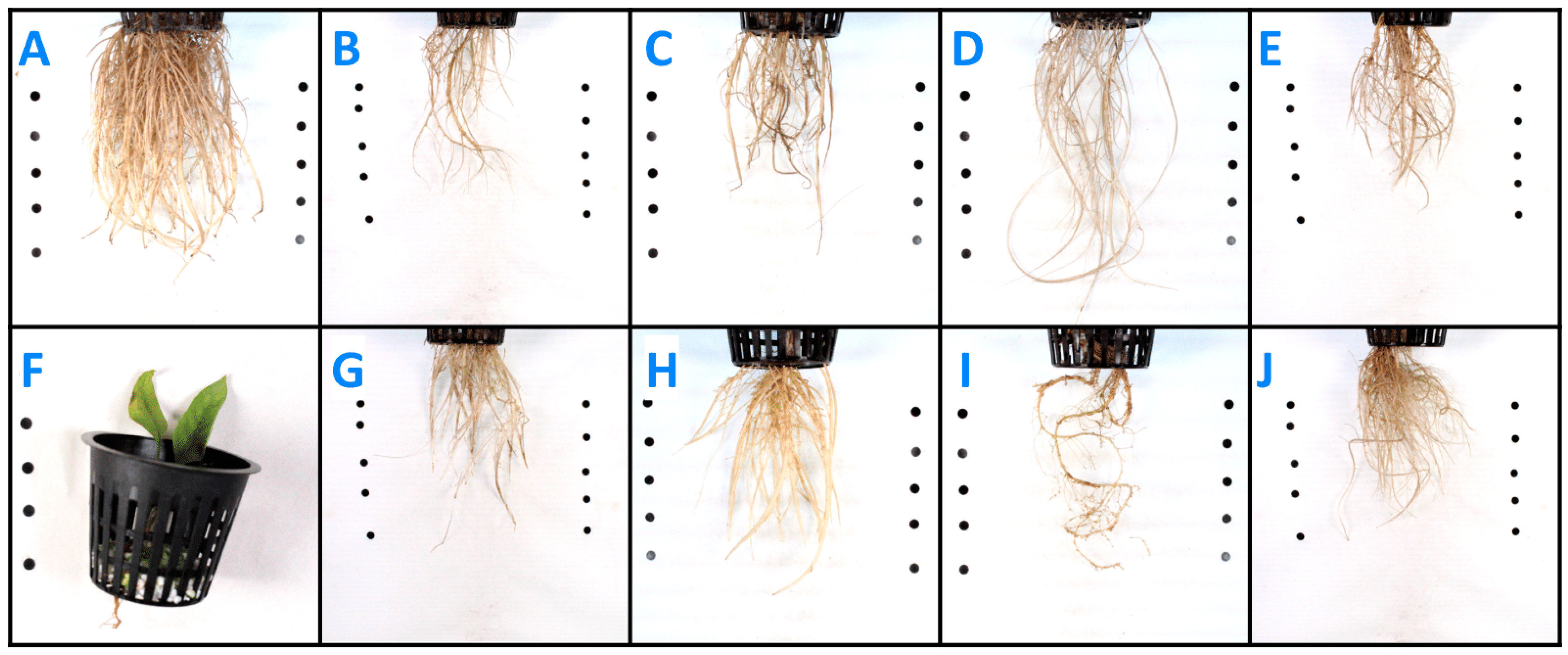 Agronomy 14 00647 g005
