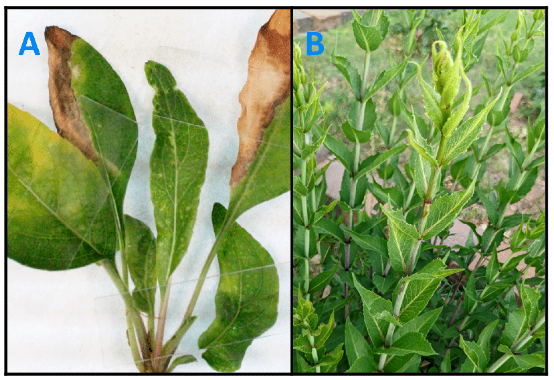 Agronomy 14 00647 g008