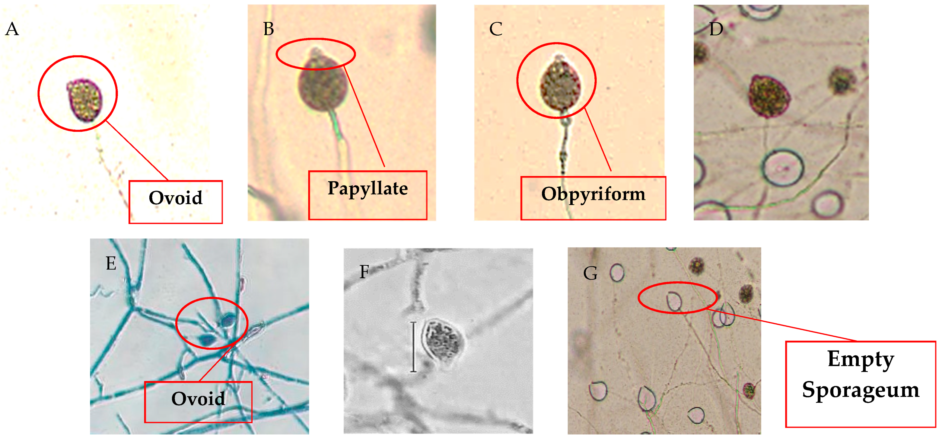 Agronomy 14 00661 g004