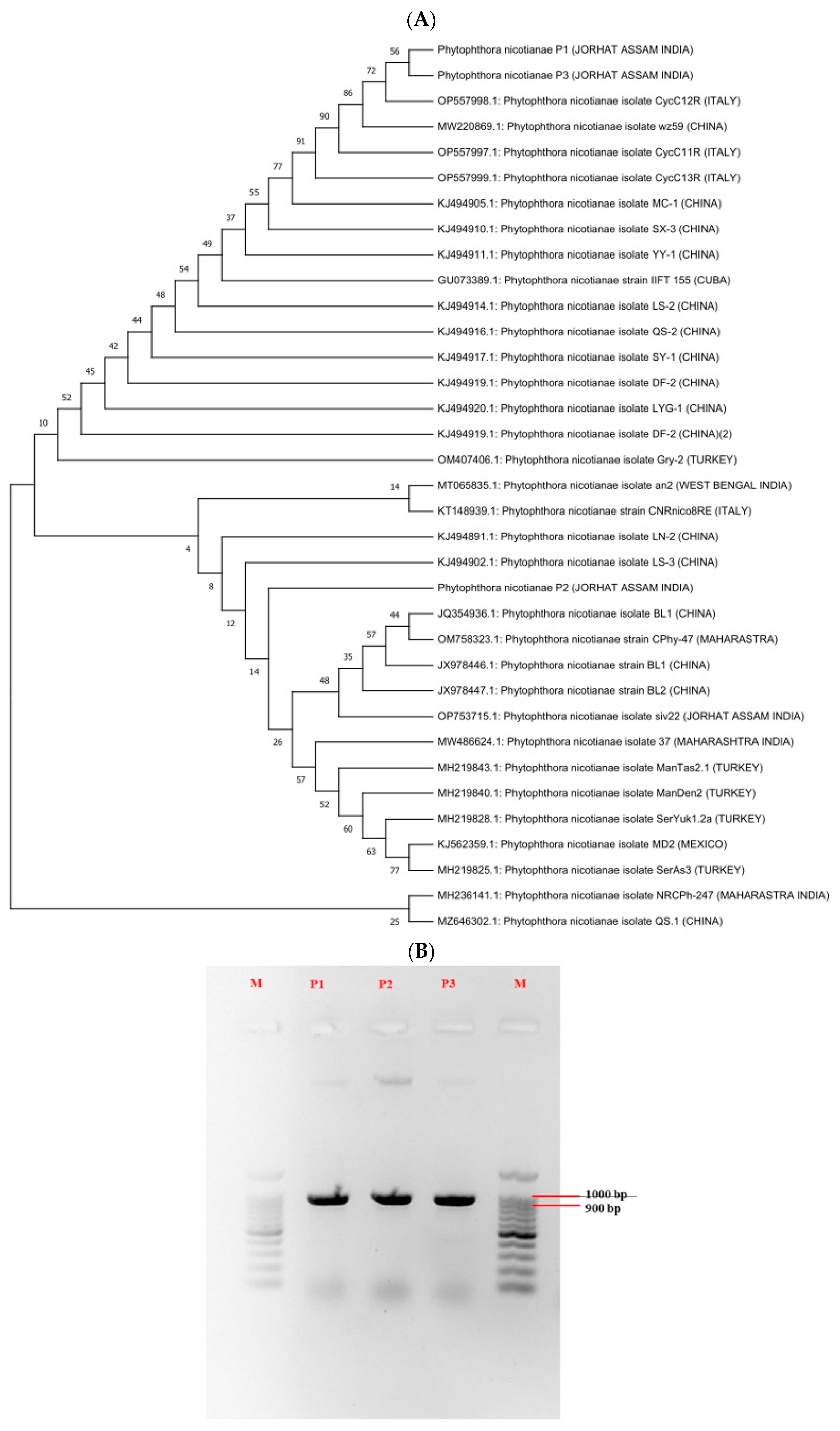 Agronomy 14 00661 g005
