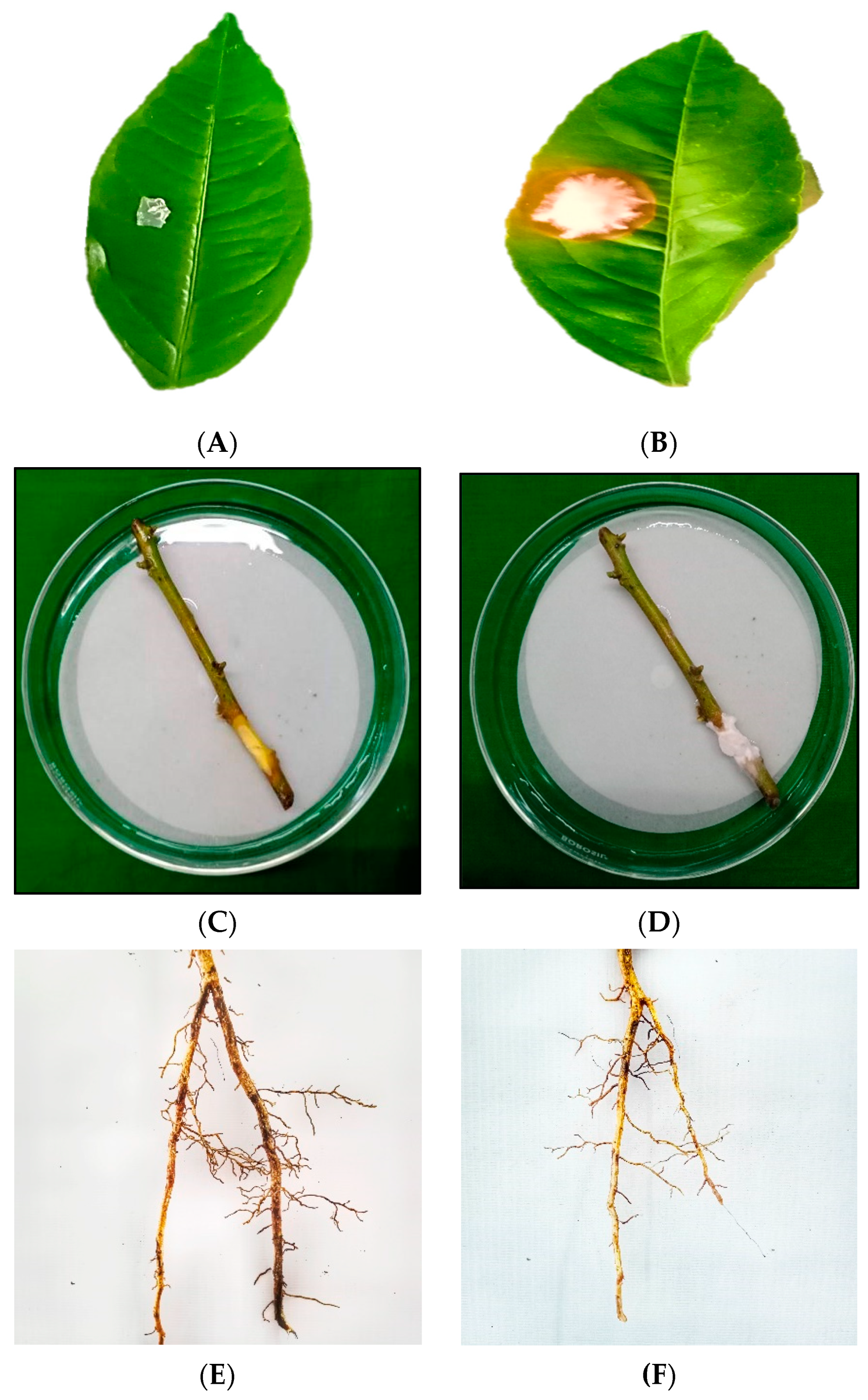 Agronomy 14 00661 g006