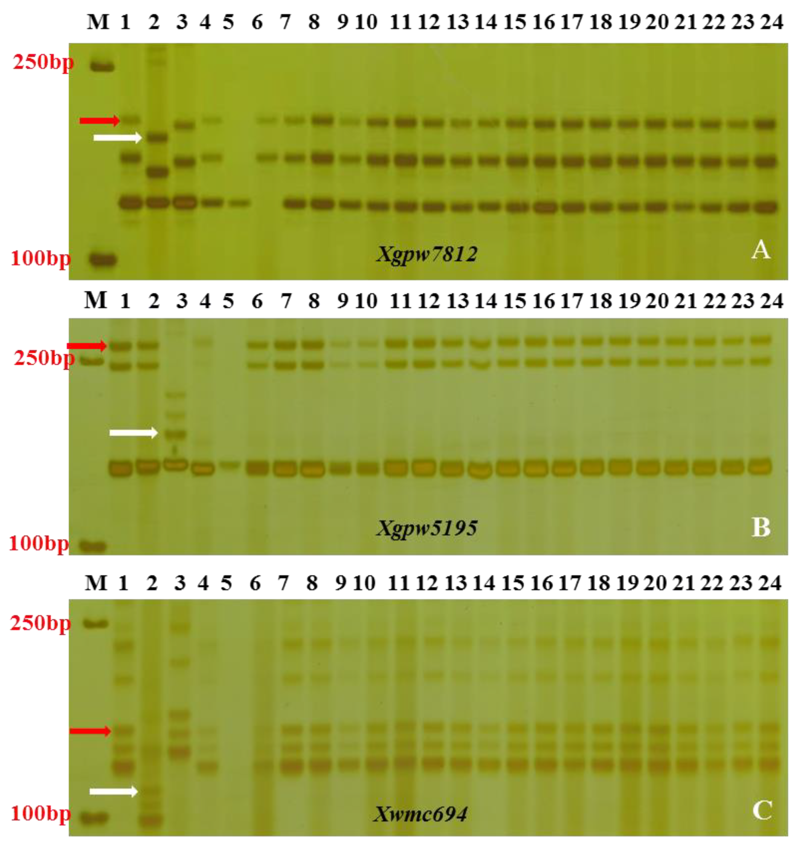 Agronomy 14 00667 g002