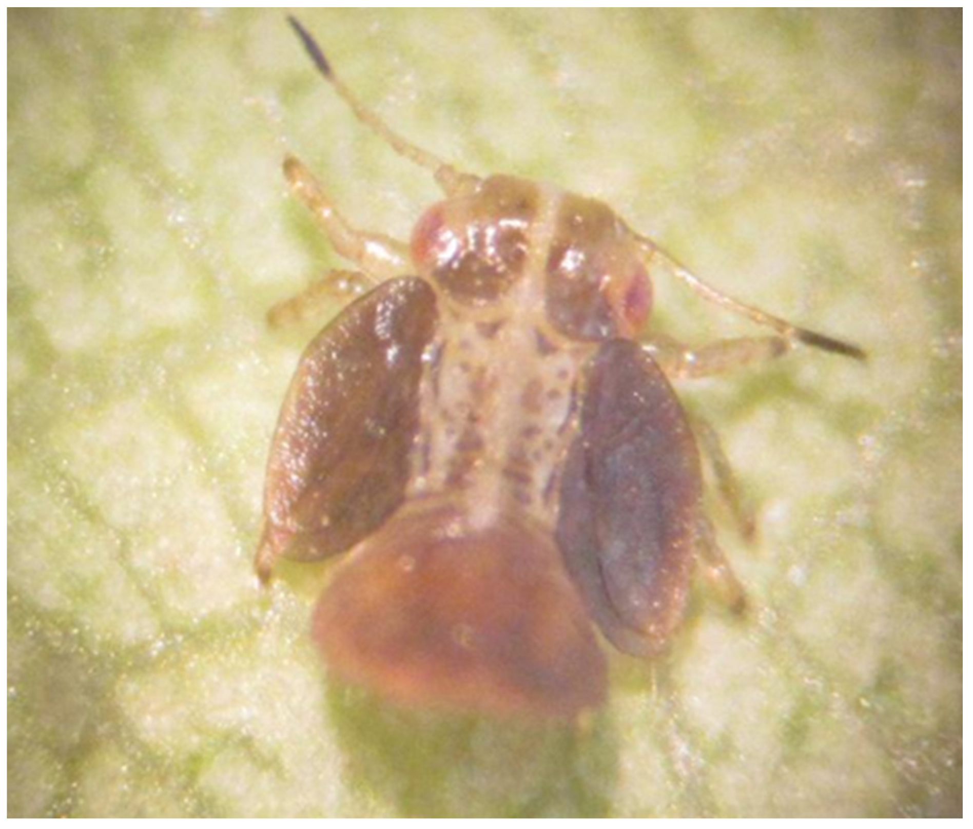 Agronomy 14 00668 g002 Agronomy 14 00668 g002